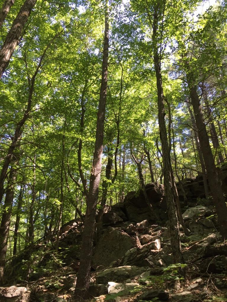 Tall green trees and rocky terrain in a sun-dappled forest.