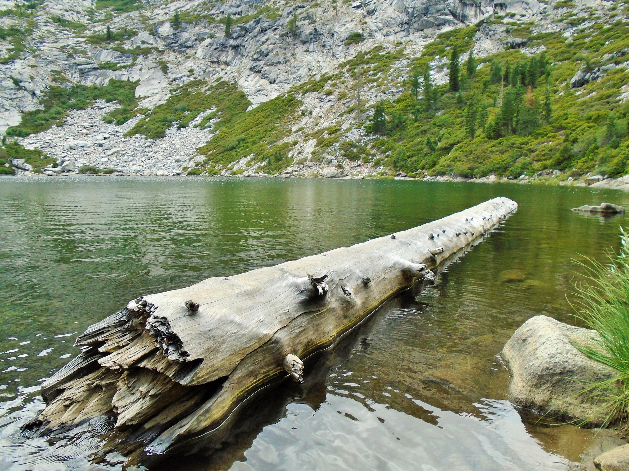 Sunlit log floating in a calm lake with a rocky, green mountain backdrop.