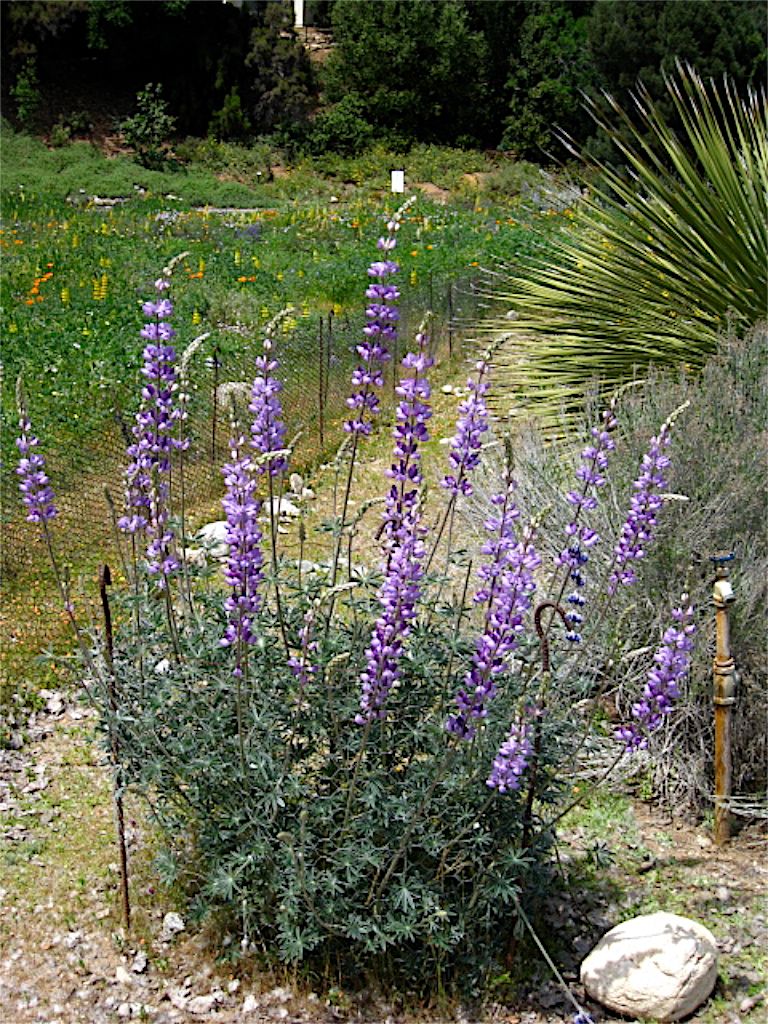 Purple lupine flowers blooming brightly in a sunny, natural landscape with green foliage. - California Botanic Garden Trails