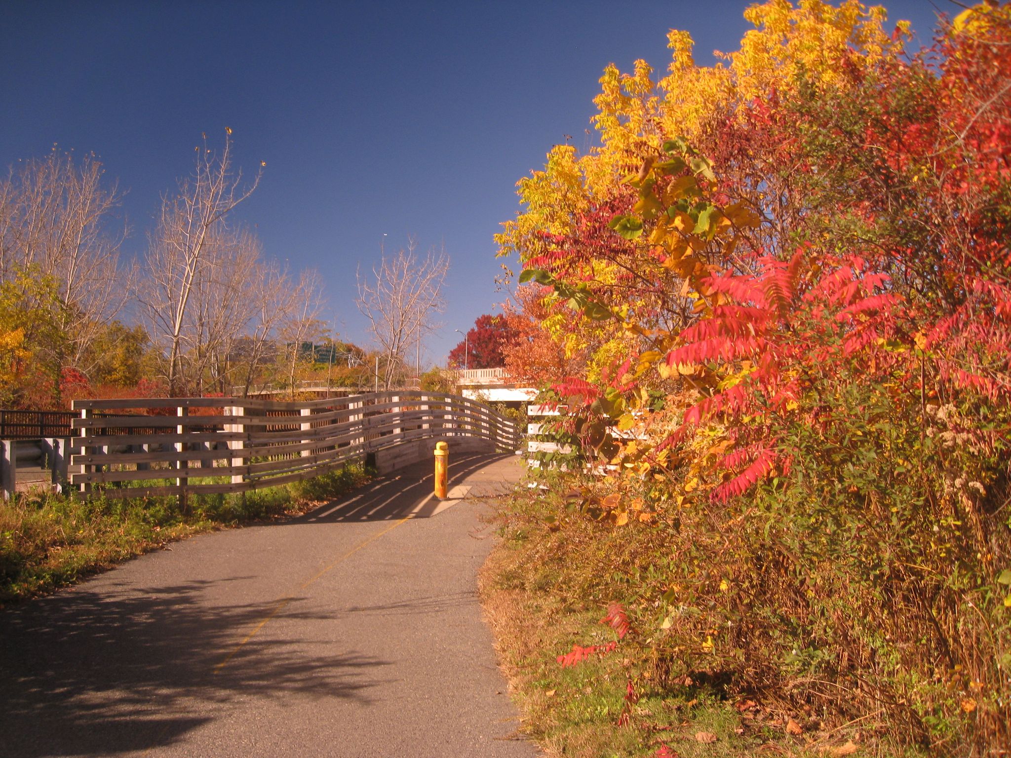 Paved path leading to a wooden bridge, surrounded by vibrant autumn trees. - Alewife Brook Greenway loop from Tufts University