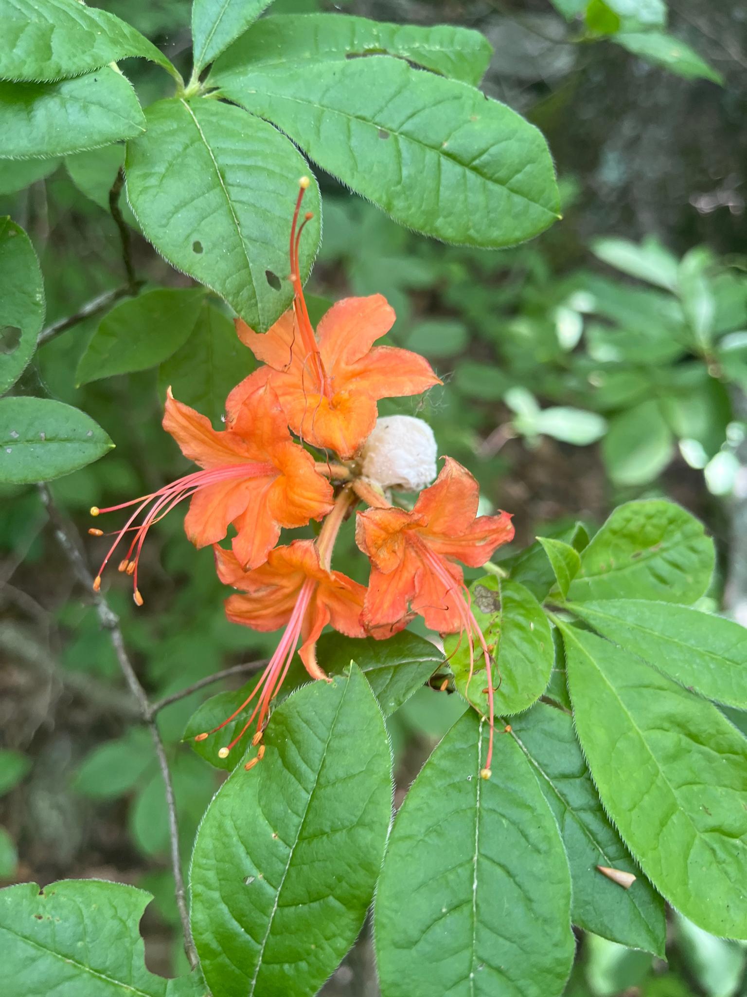 Close-up of vibrant orange flowers with green leaves in natural light.