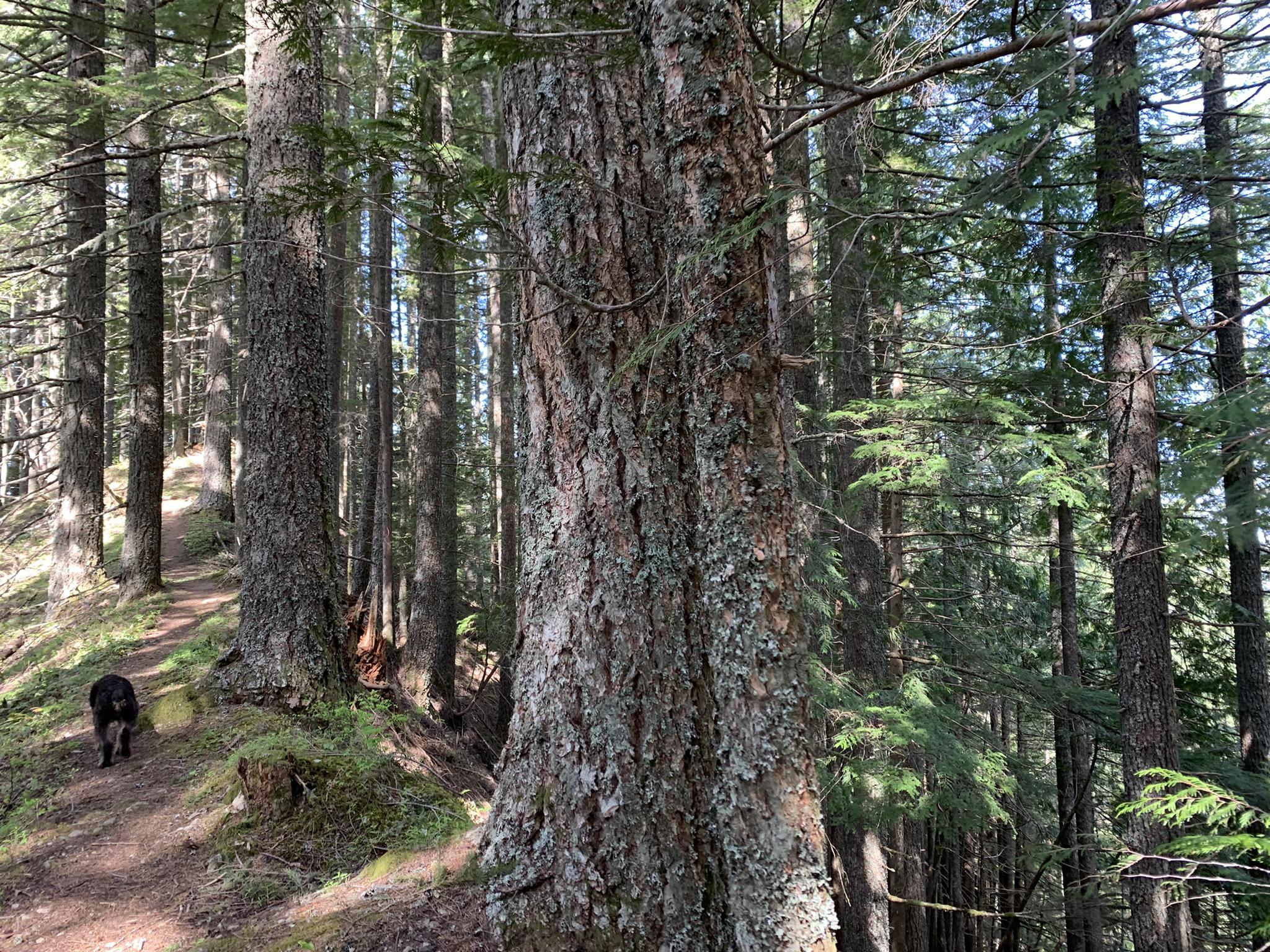 A black dog walks on a sun-dappled forest path among large trees.