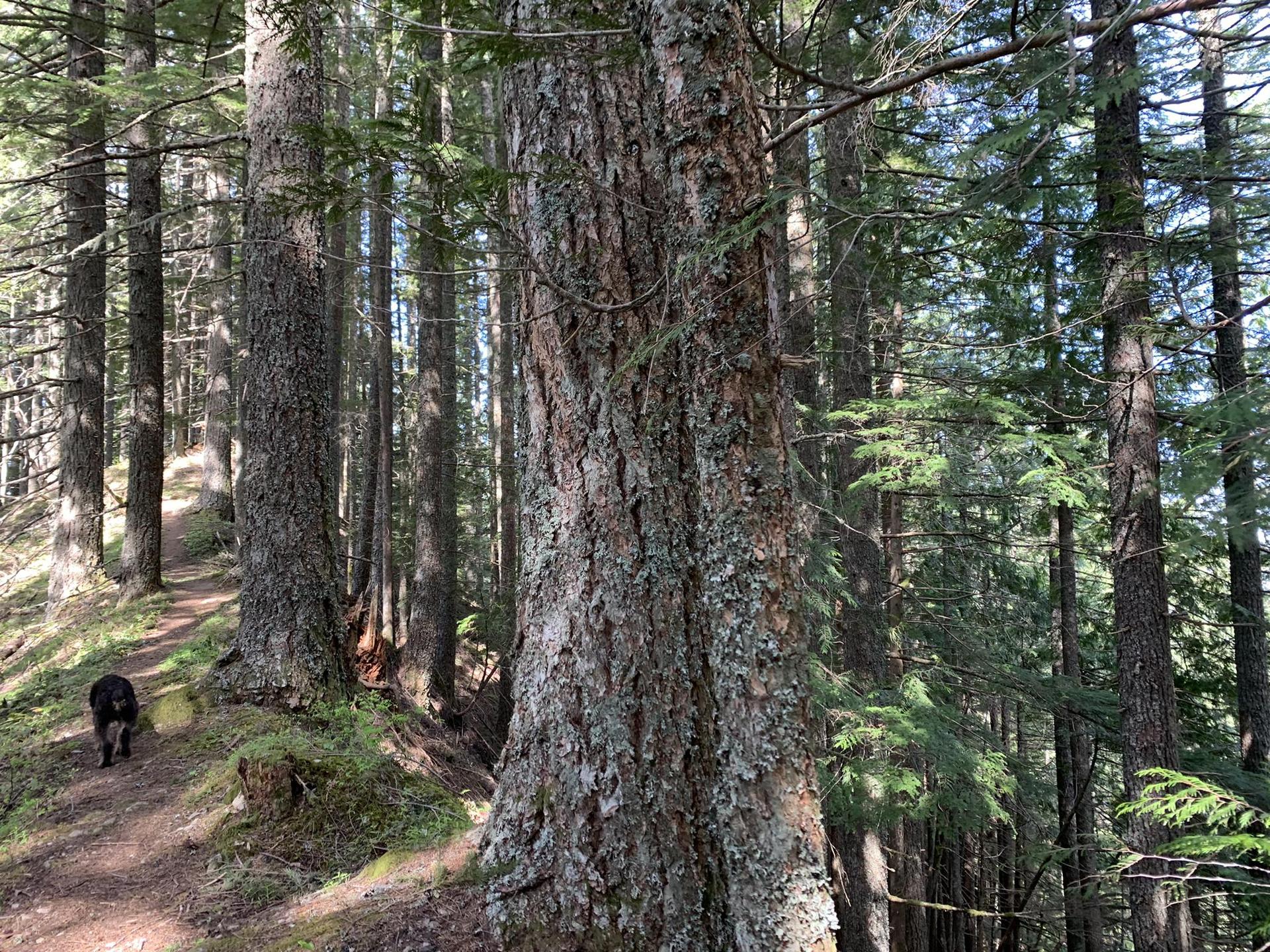A black dog walks on a sun-dappled forest path among large trees.
