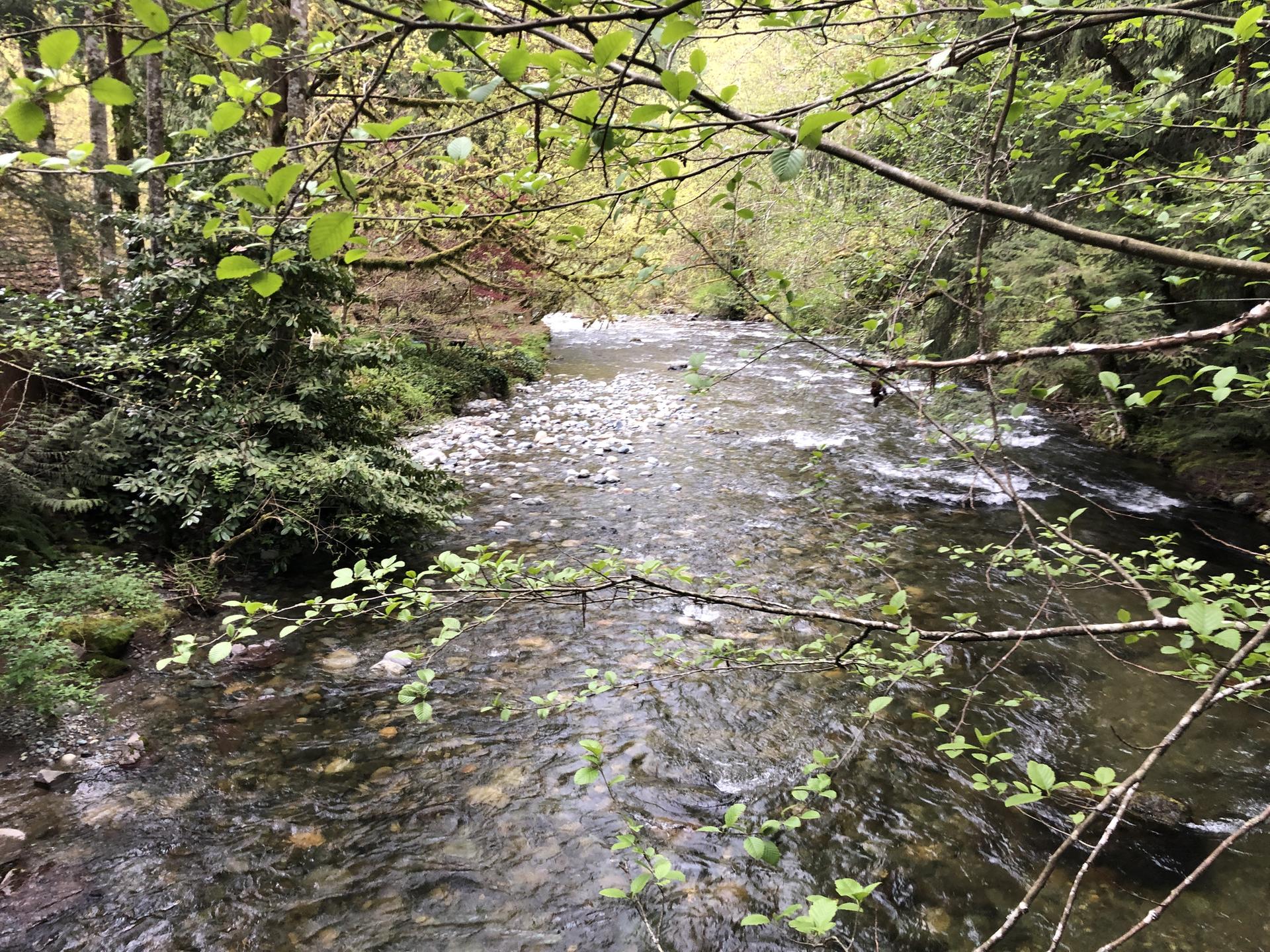 Clear rocky stream flowing through a lush green forest in bright light.