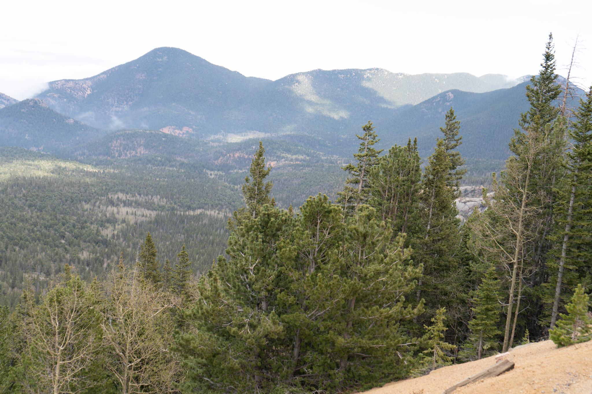 Dense pine forest covers hills leading to a large mountain range.