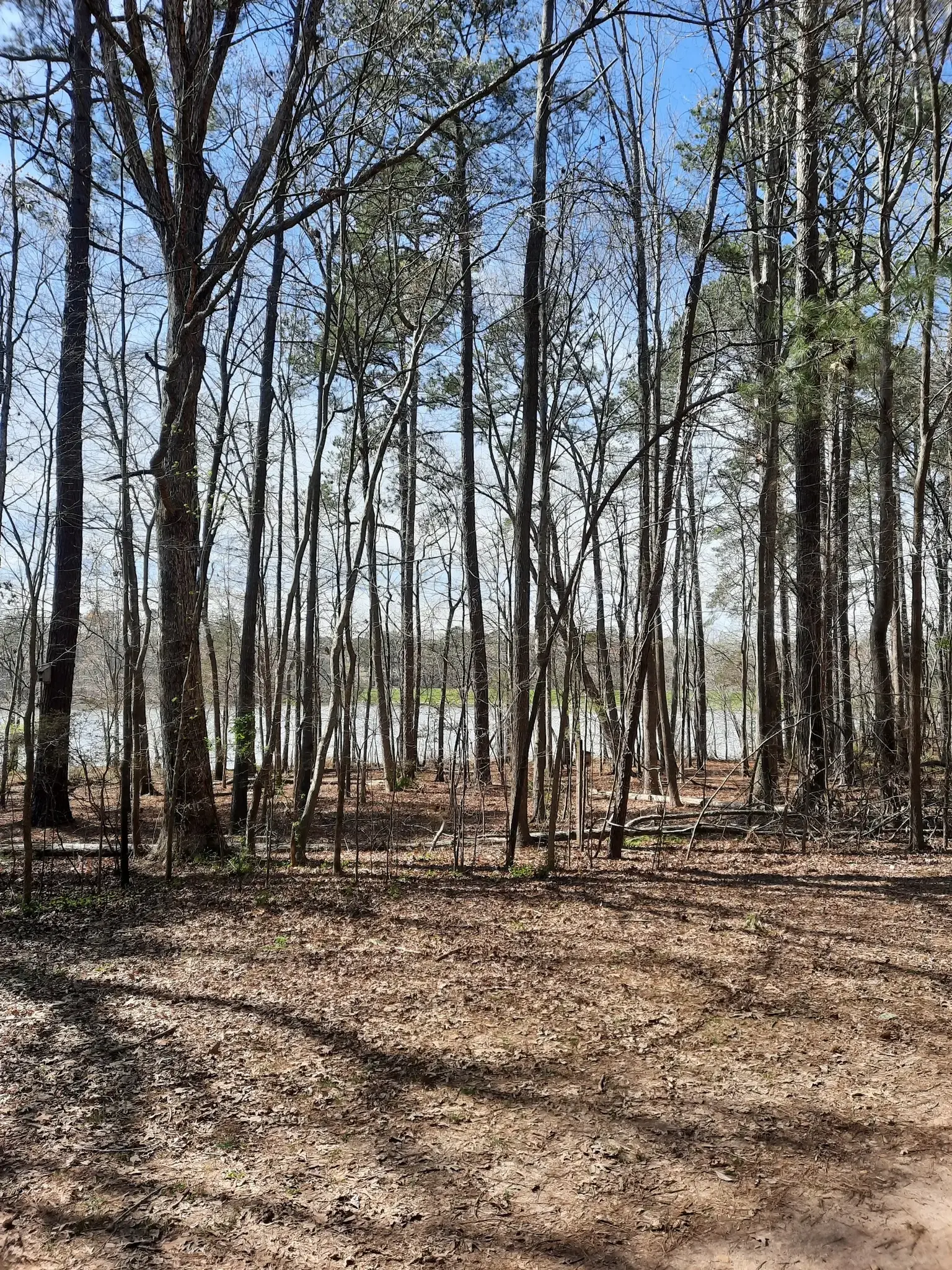Bare trees in a sunlit forest with a body of water visible in the distance.
