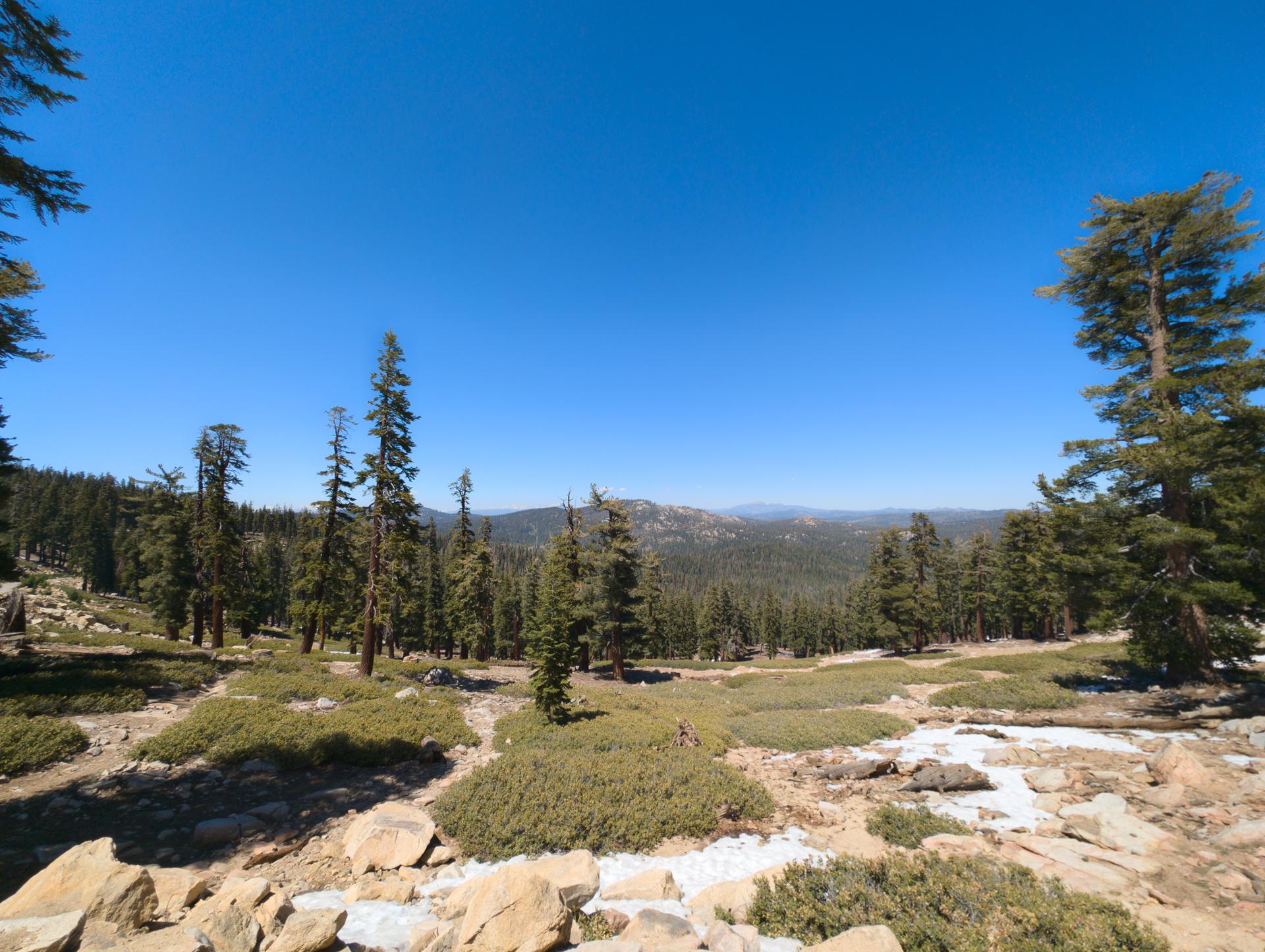 Expansive forest with scattered trees and bushes under a bright blue sky.