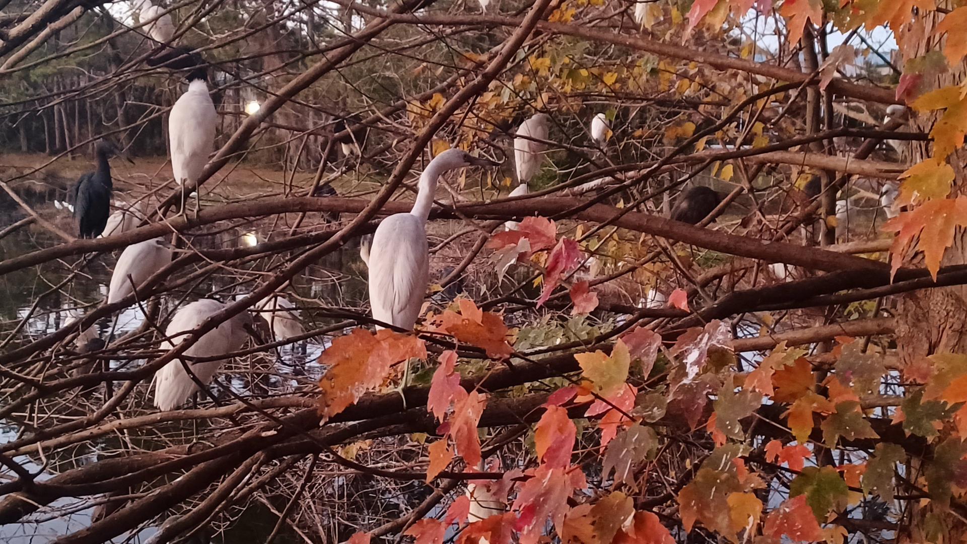 White egrets and dark birds perched in a tree with autumn leaves.