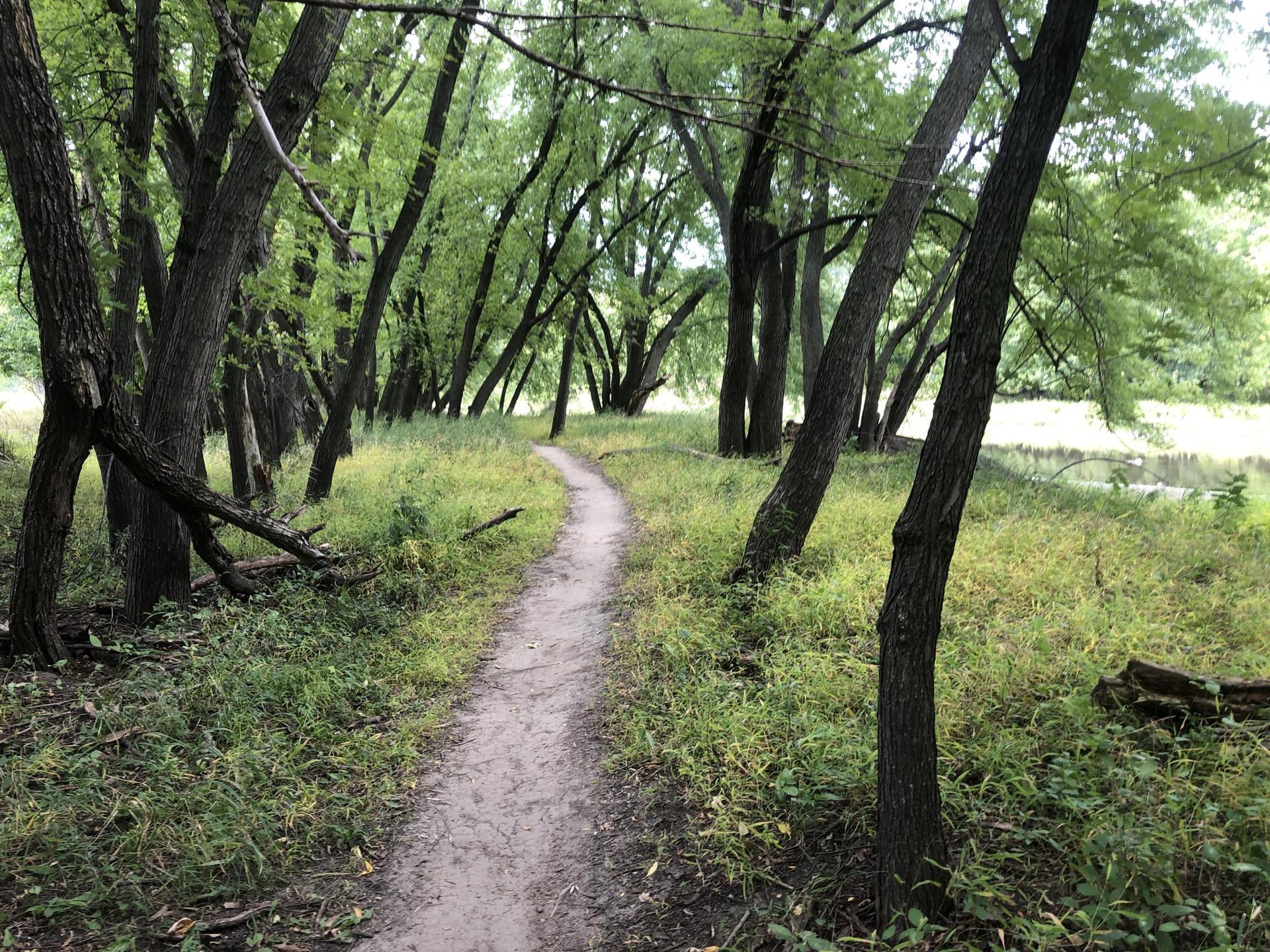 Shaded dirt path winding through a dense green forest with water nearby.