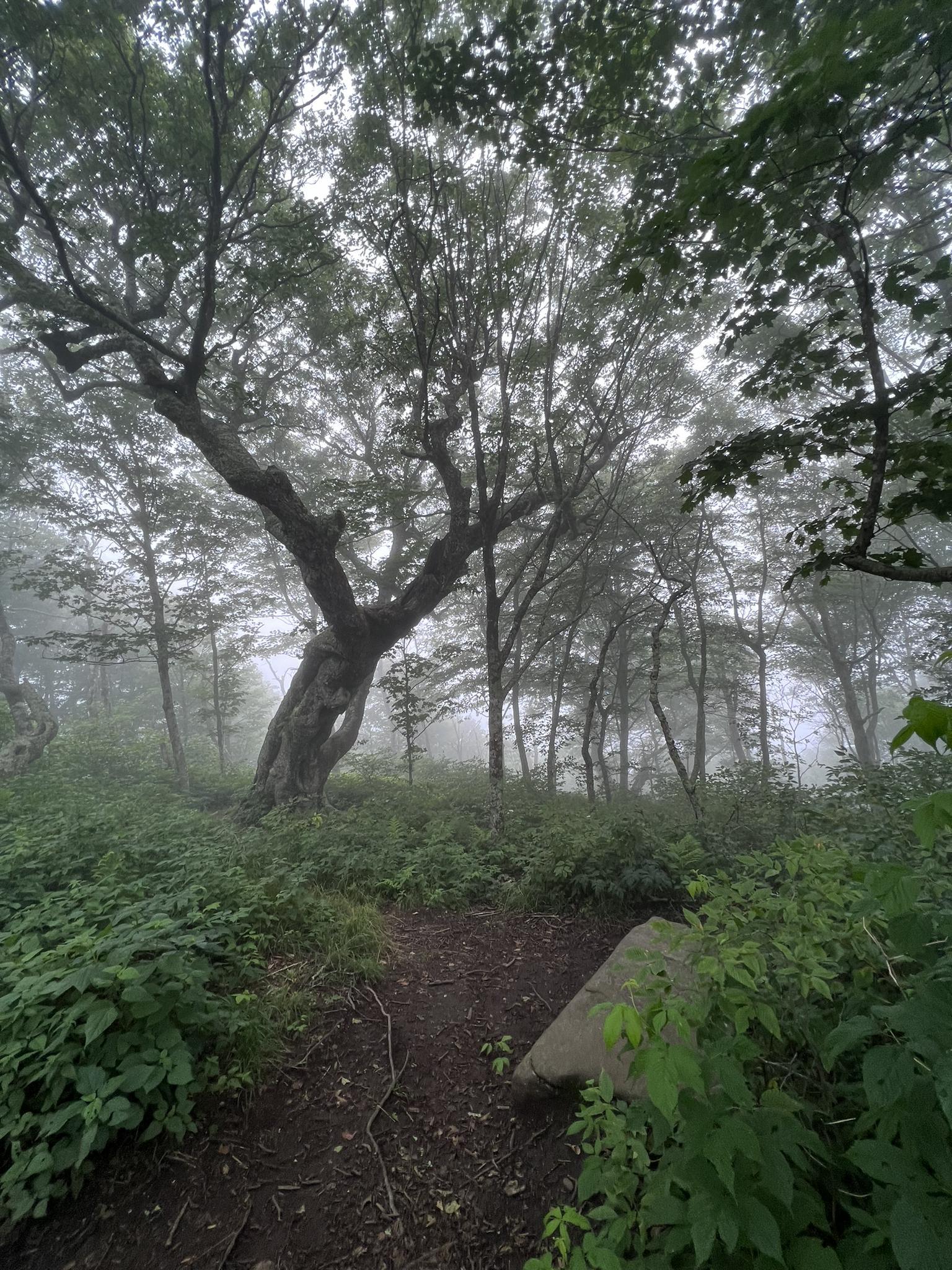 Misty forest with a gnarled tree, lush undergrowth, and a narrow path.