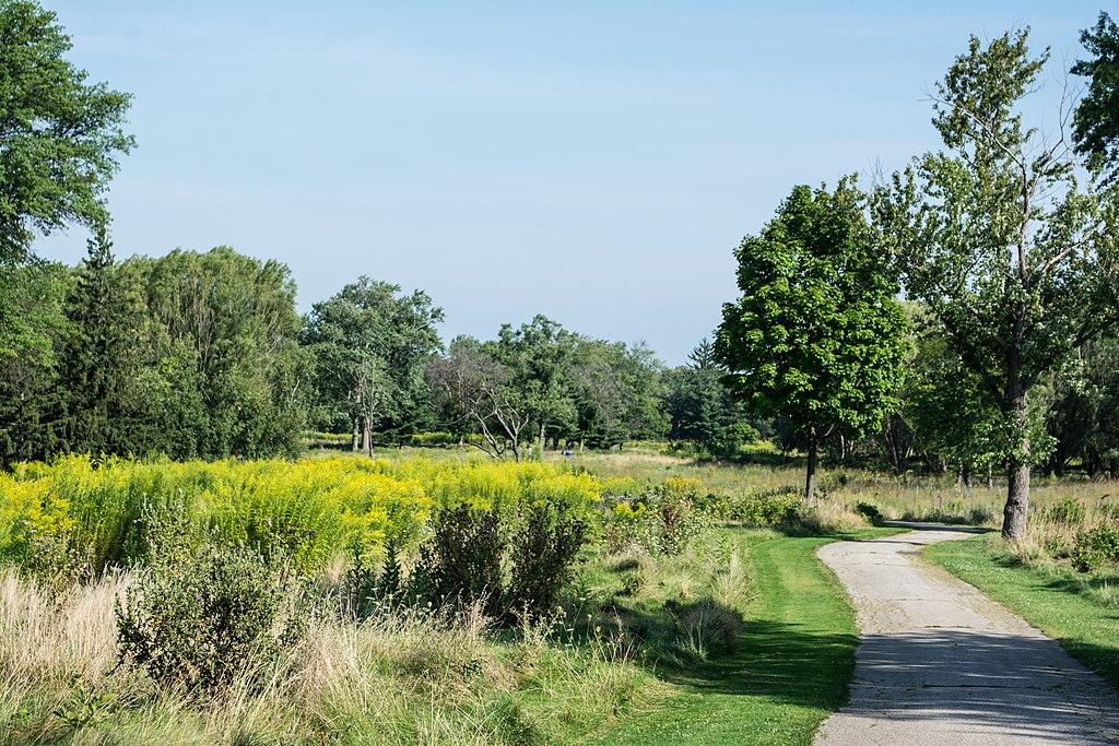 Paved path curving through a sunny meadow with yellow wildflowers and green trees.