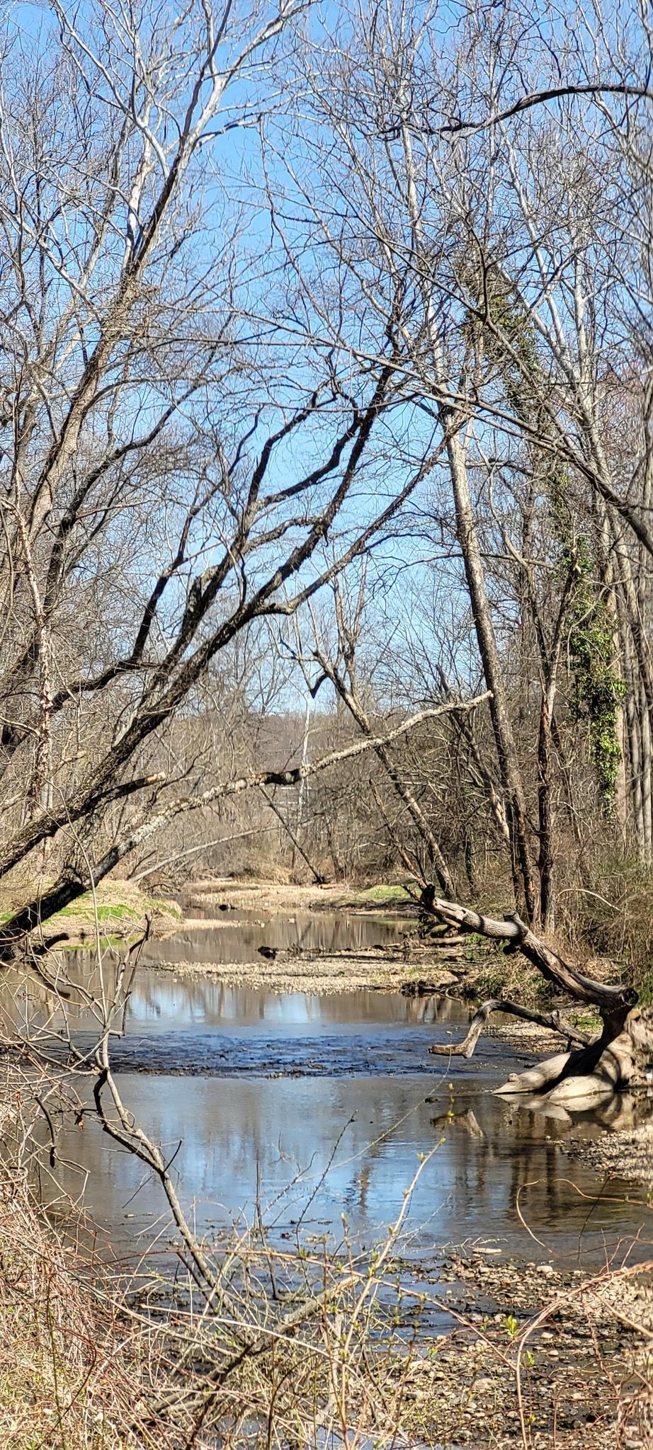 A calm river flows through a forest with bare trees.