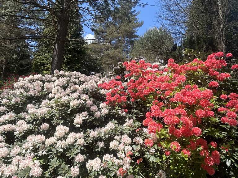 Rhododendron-Garten Jansen  Wander- & Radrouten | Komoot