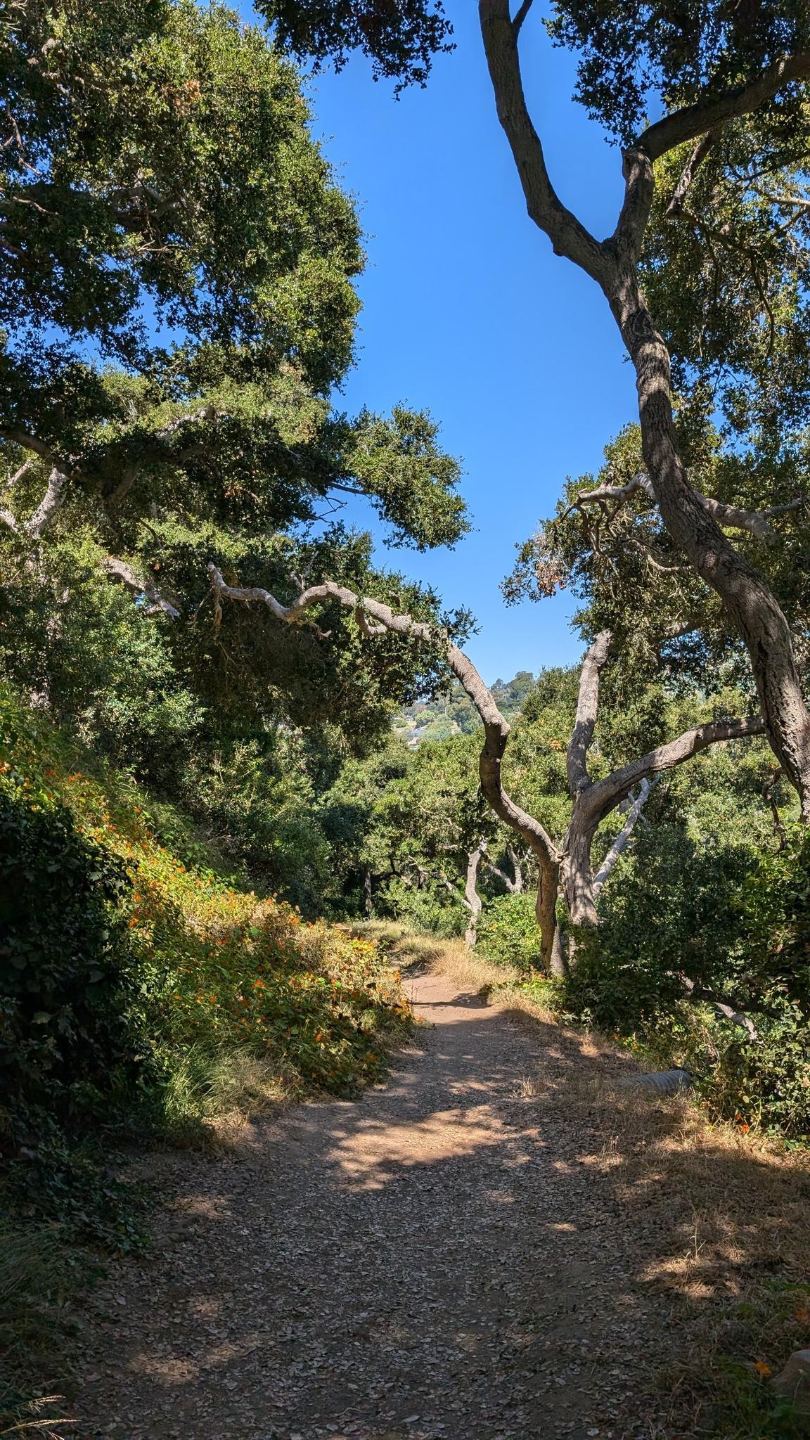 A sun-dappled dirt path winds through a forest of green trees.