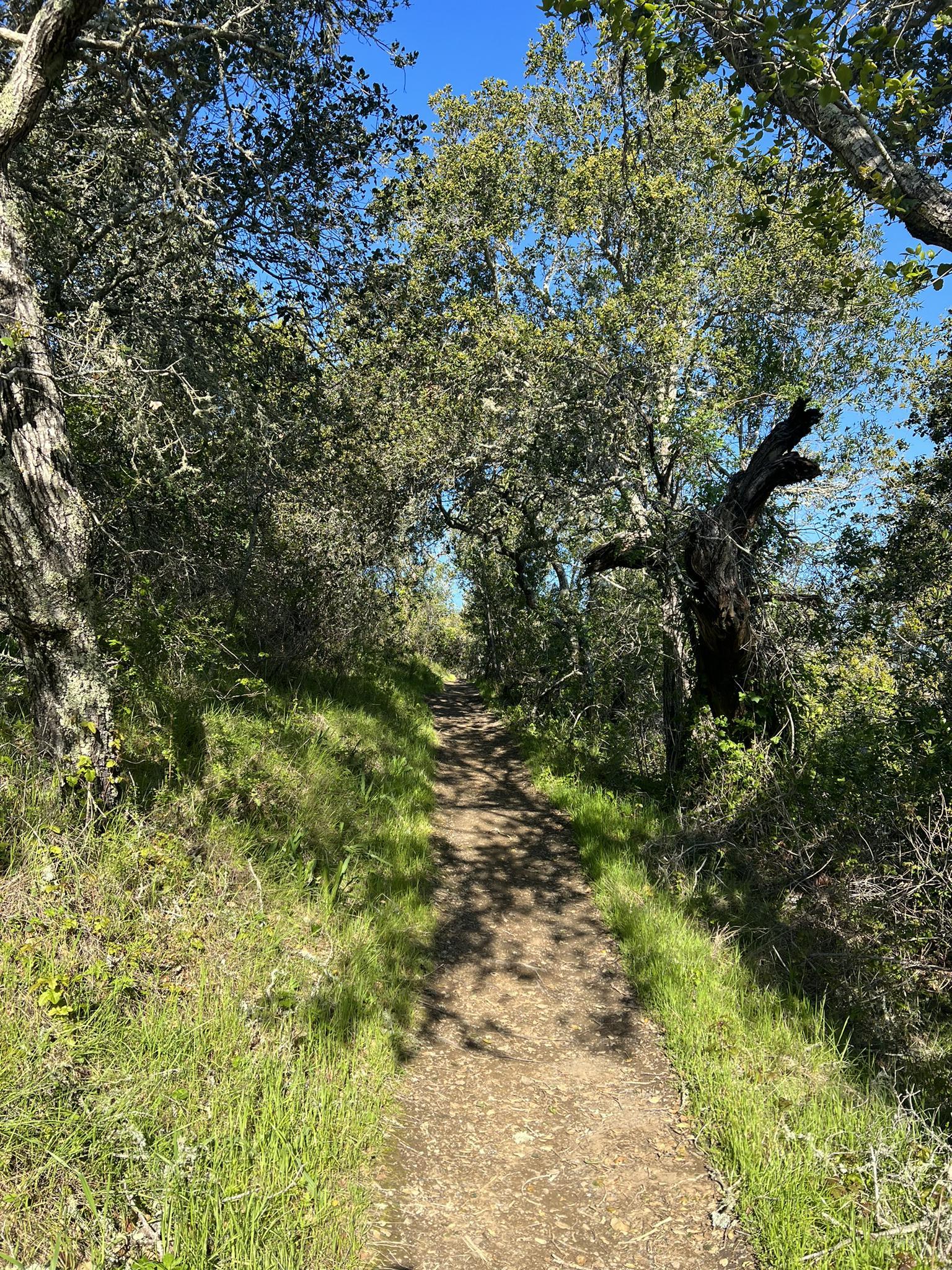 A shaded dirt path winds through a dense forest on a sunny day.