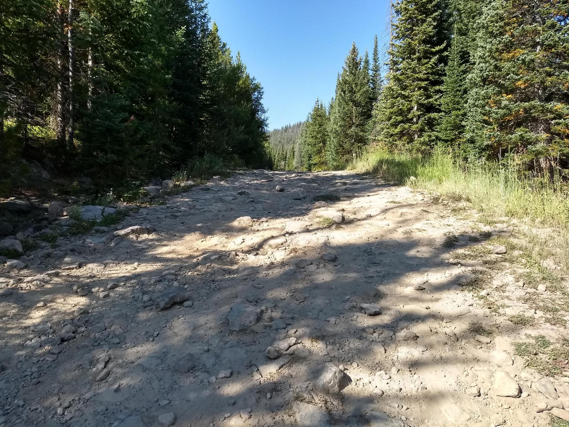 Rough, rocky dirt road through a dense pine forest with dappled sunlight.