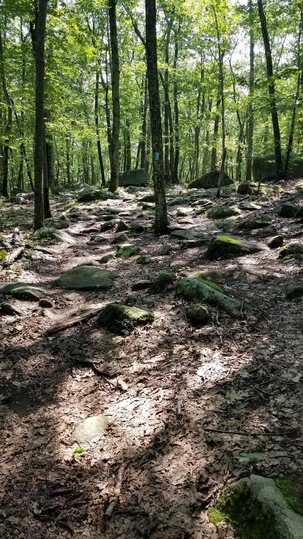 Sun-dappled forest floor with many rocks and tall trees.