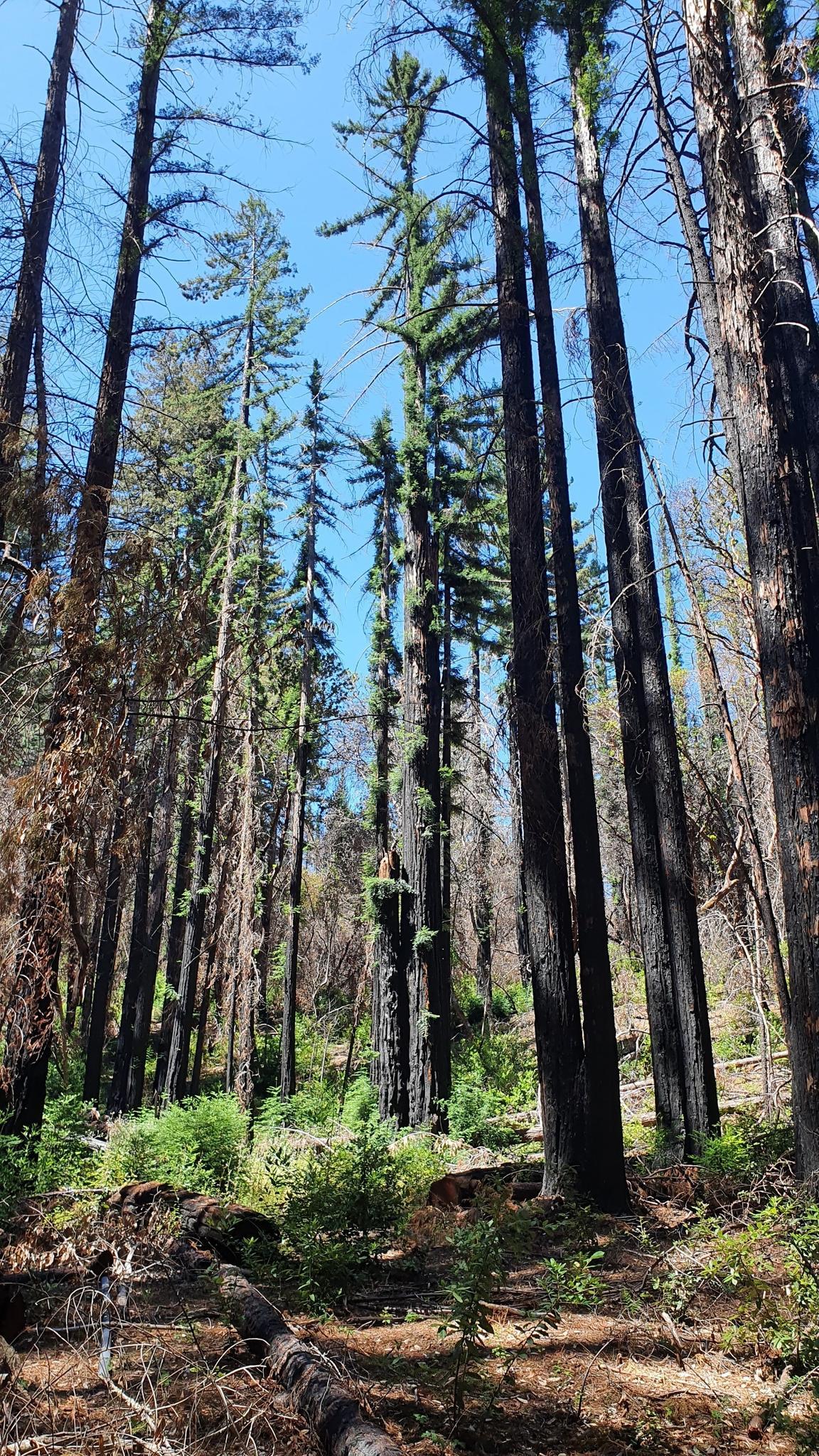 Tall pine trees, some burnt, reach towards a clear blue sky.