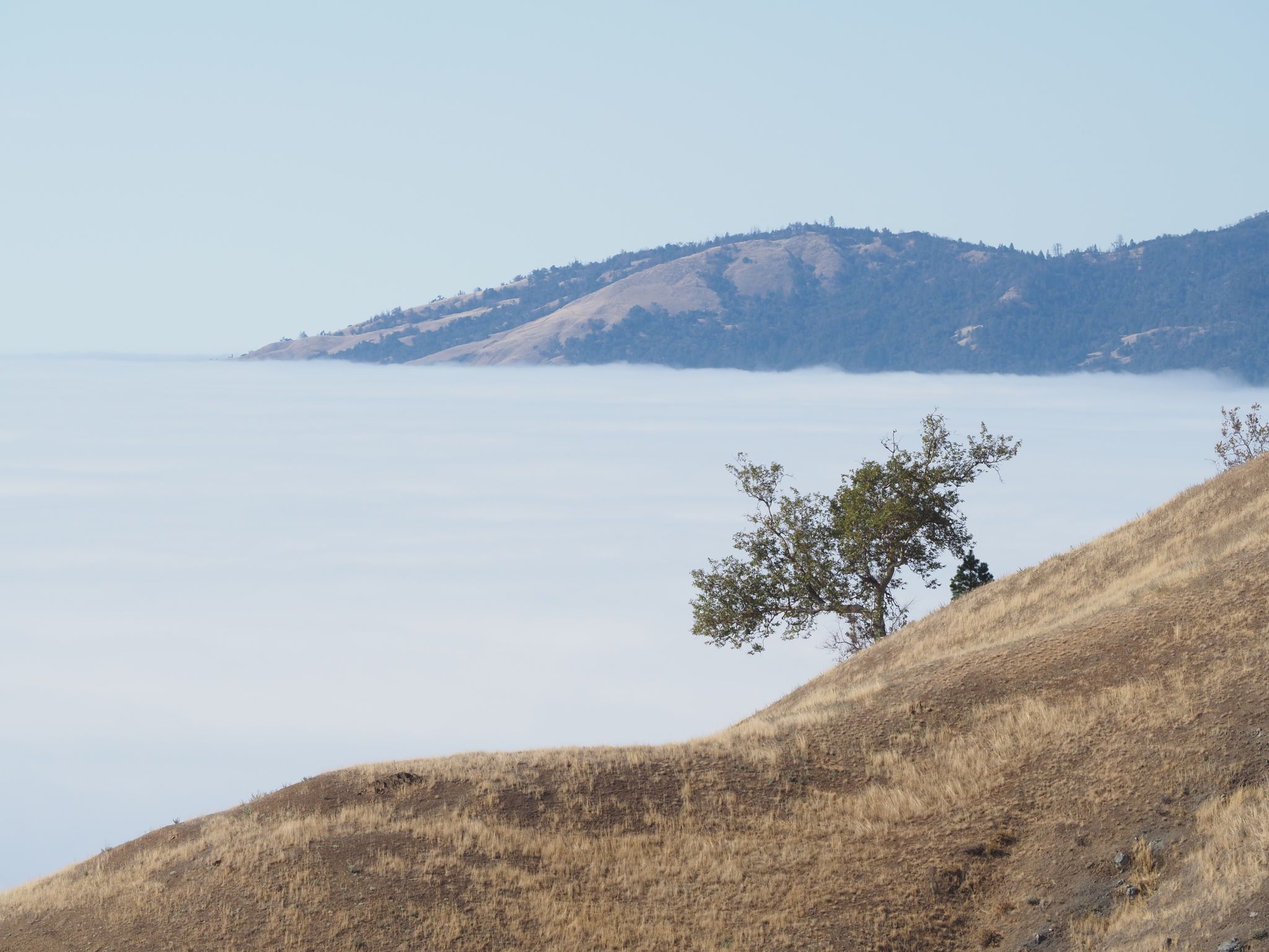 Golden hillsides with a lone tree overlooking a valley filled with white clouds. - Prewitt Ridge Trail
