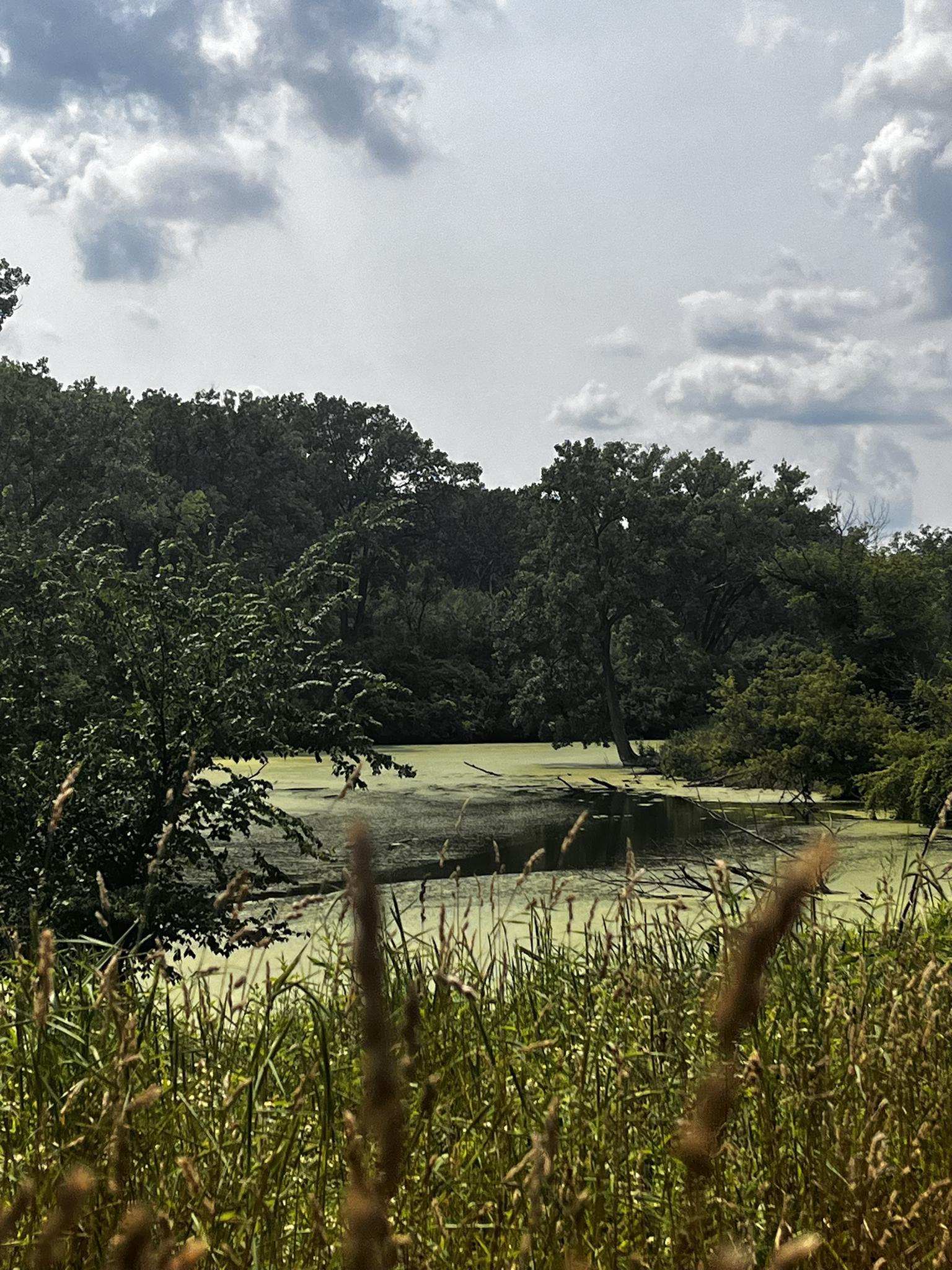 Overcast view of a green, algae-covered pond surrounded by dense forest.
