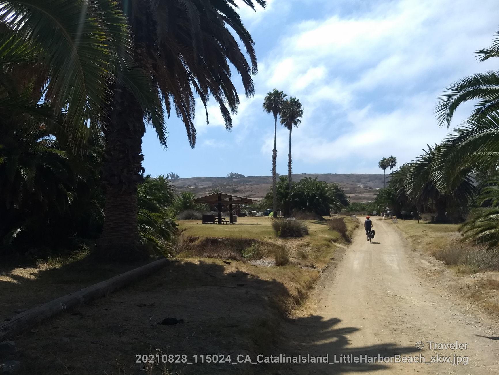 Person cycles on a dirt road lined with tall palm trees on a sunny day.