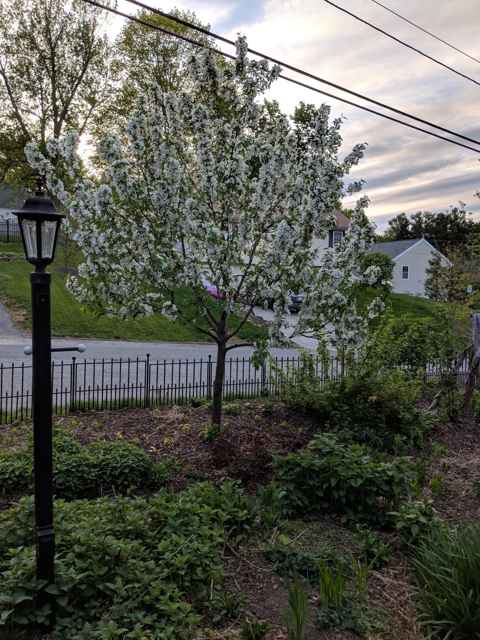 A blooming white tree and lamppost in a garden under an overcast sky.