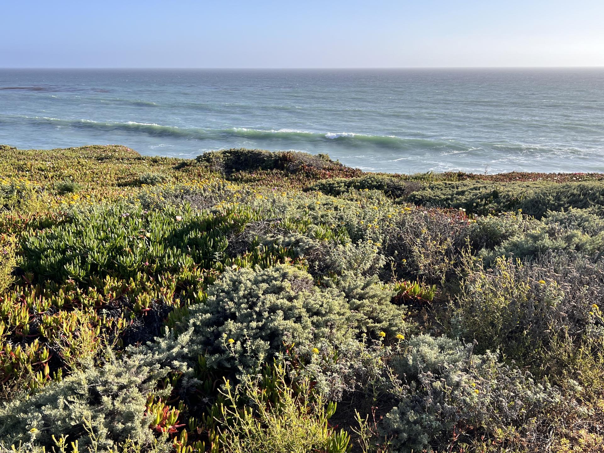 Vibrant coastal vegetation overlooks a vast ocean with gentle waves under clear skies.