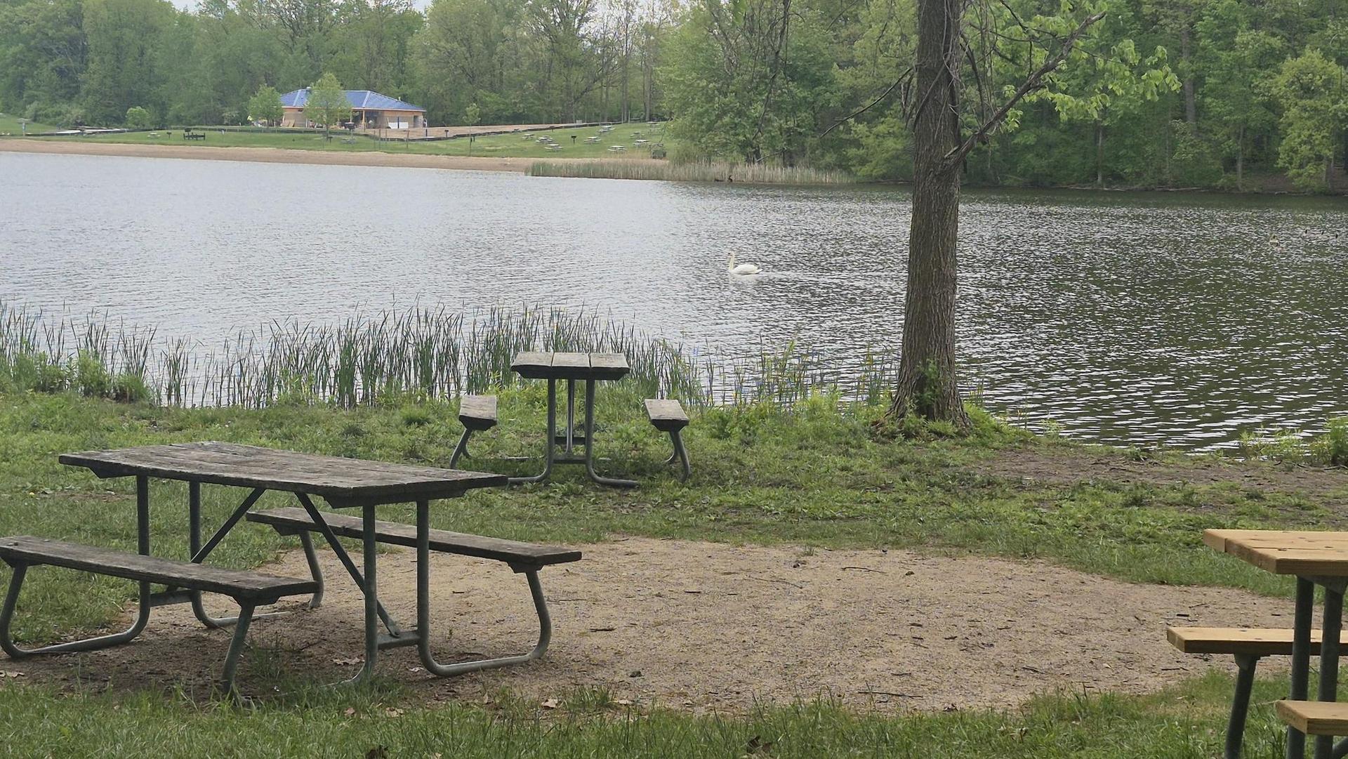 Picnic tables on a grassy shore next to a lake with a swan.
