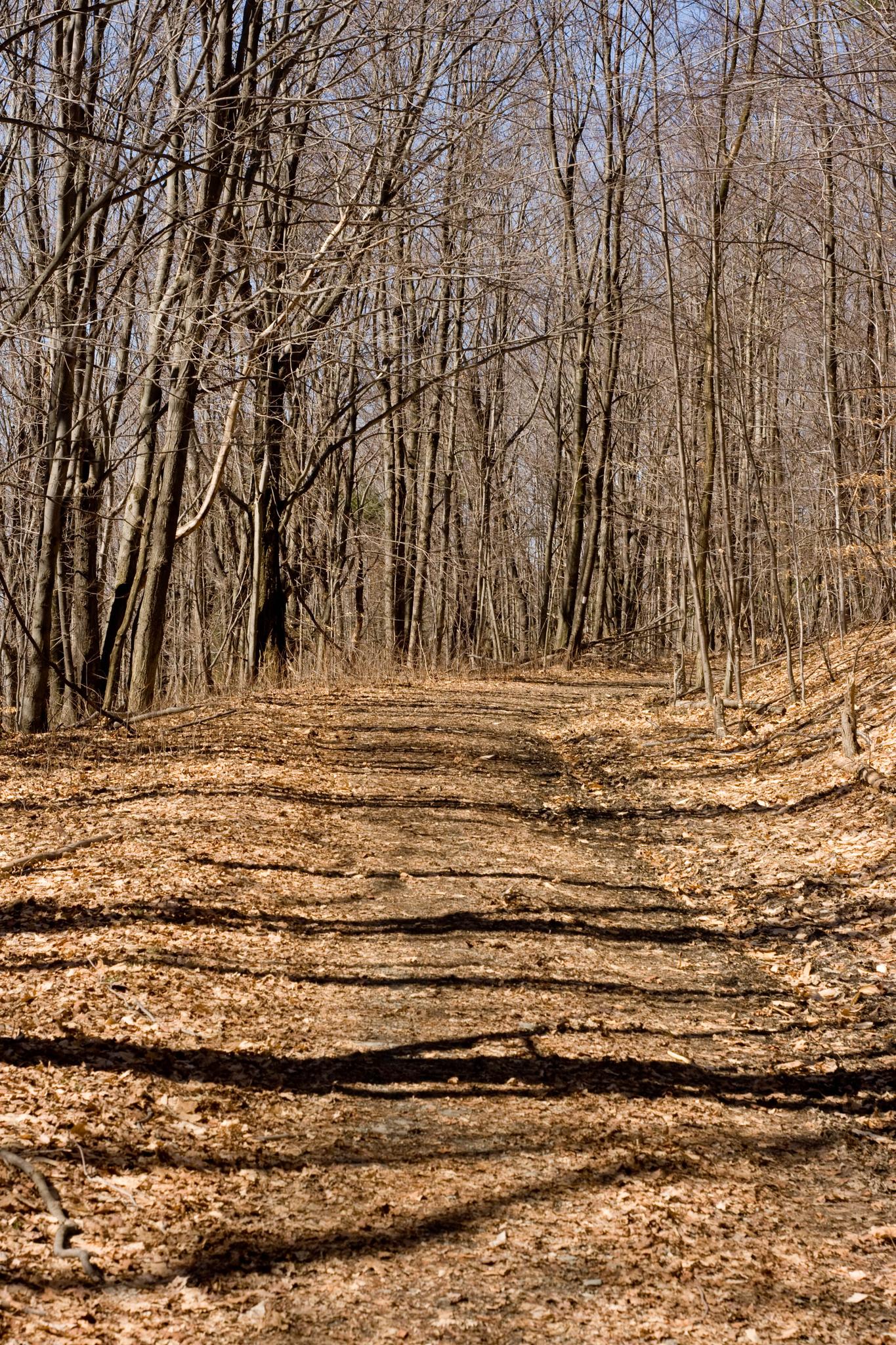 Sunlit forest path covered in brown leaves, surrounded by bare trees.