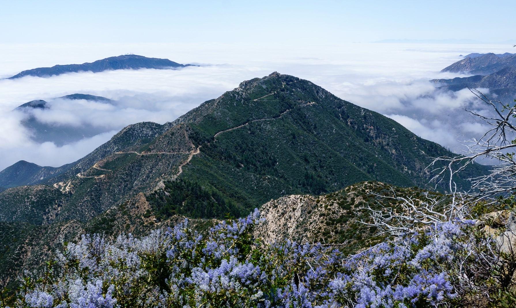 Mountain peaks rising above a sea of clouds with purple flowers in foreground.