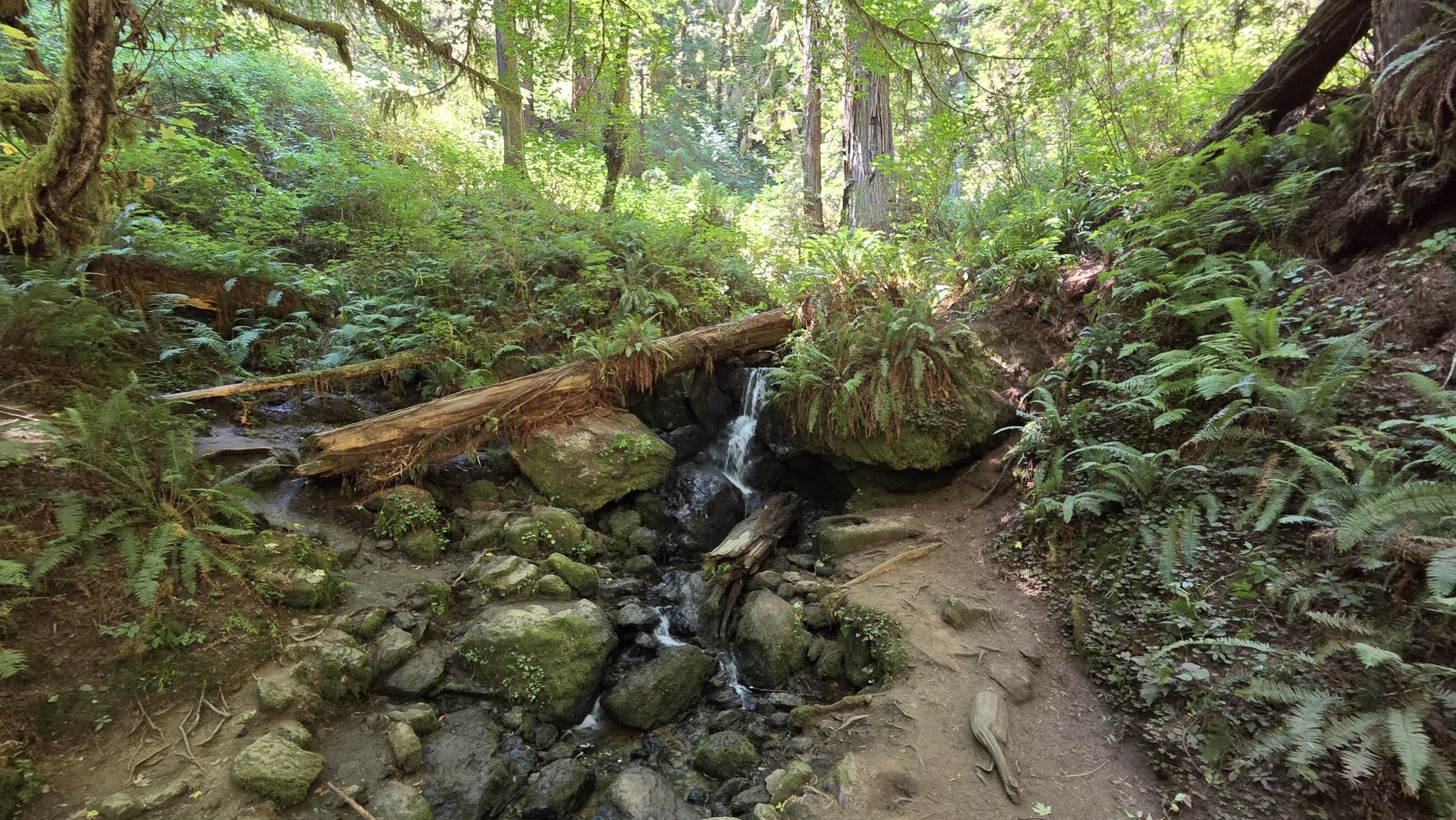 Small waterfall over rocks and fallen logs in a lush, green forest. - Trillium Falls Trail