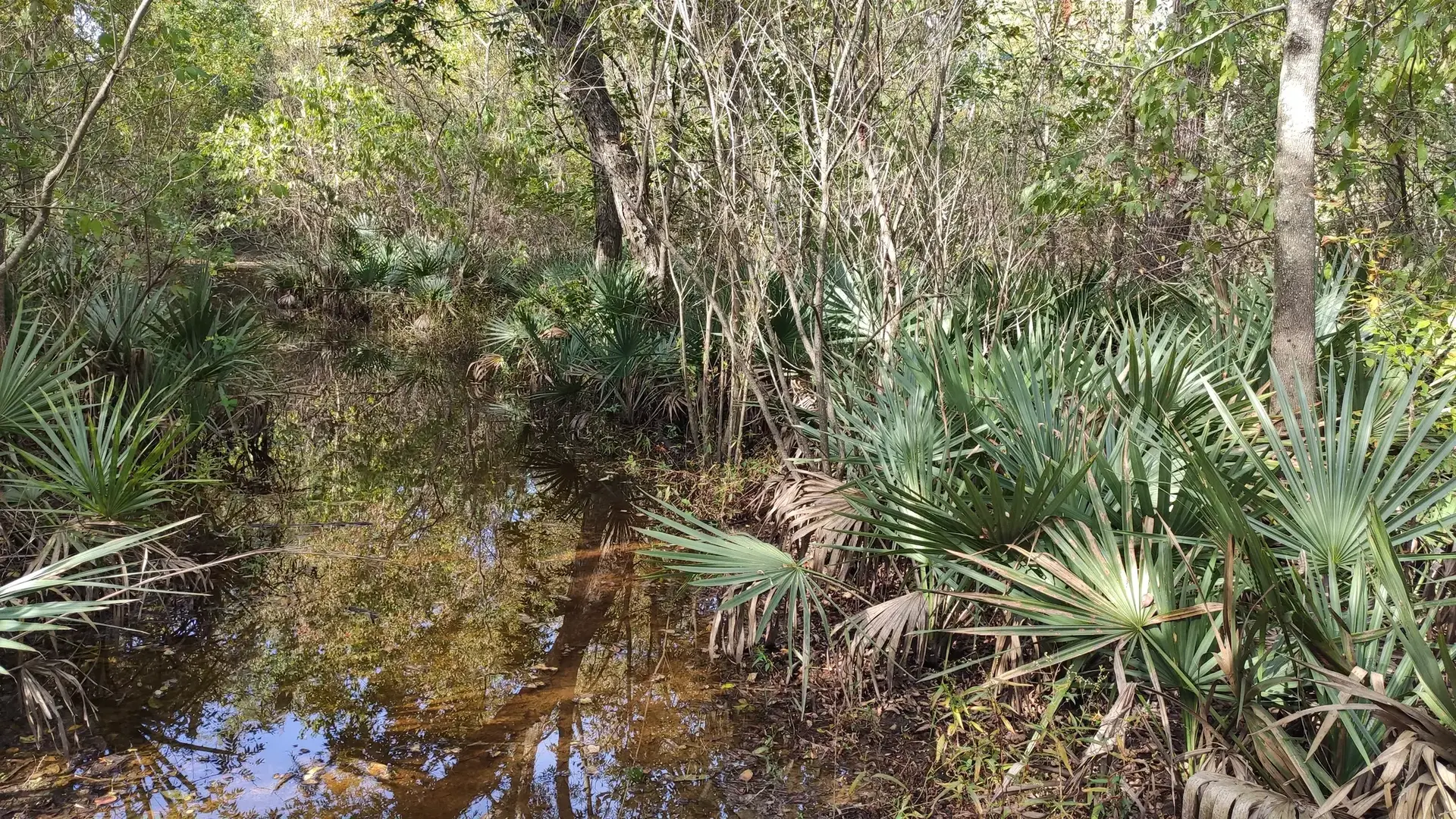 A sunlit swamp with dense palm-like plants and reflective water.