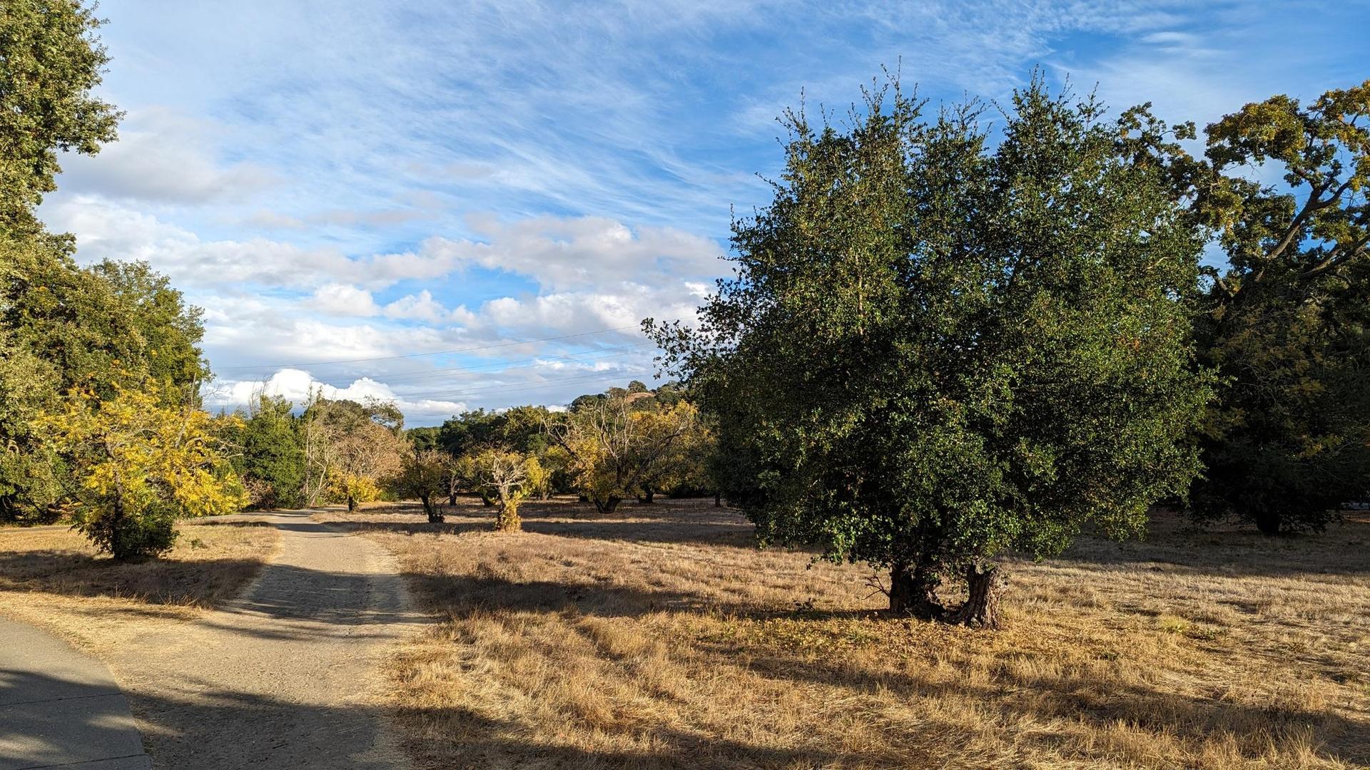 Dirt path through a sunny field with scattered green trees and blue sky.