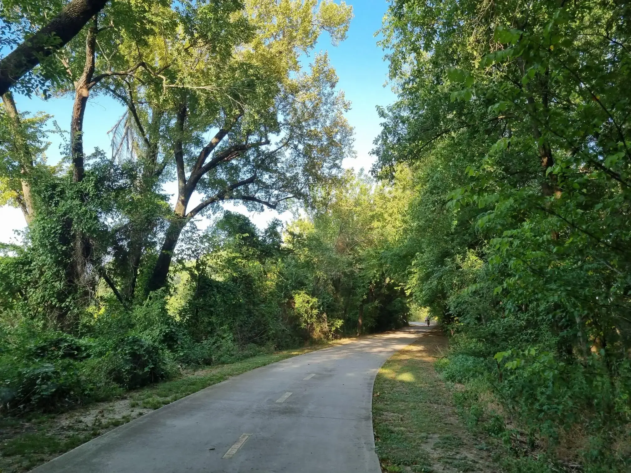 Paved path winding through a dense, sunlit green forest on a clear day.
