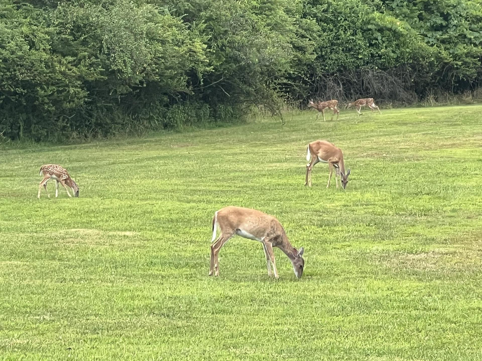 Several deer and fawns graze in a bright green field with trees.