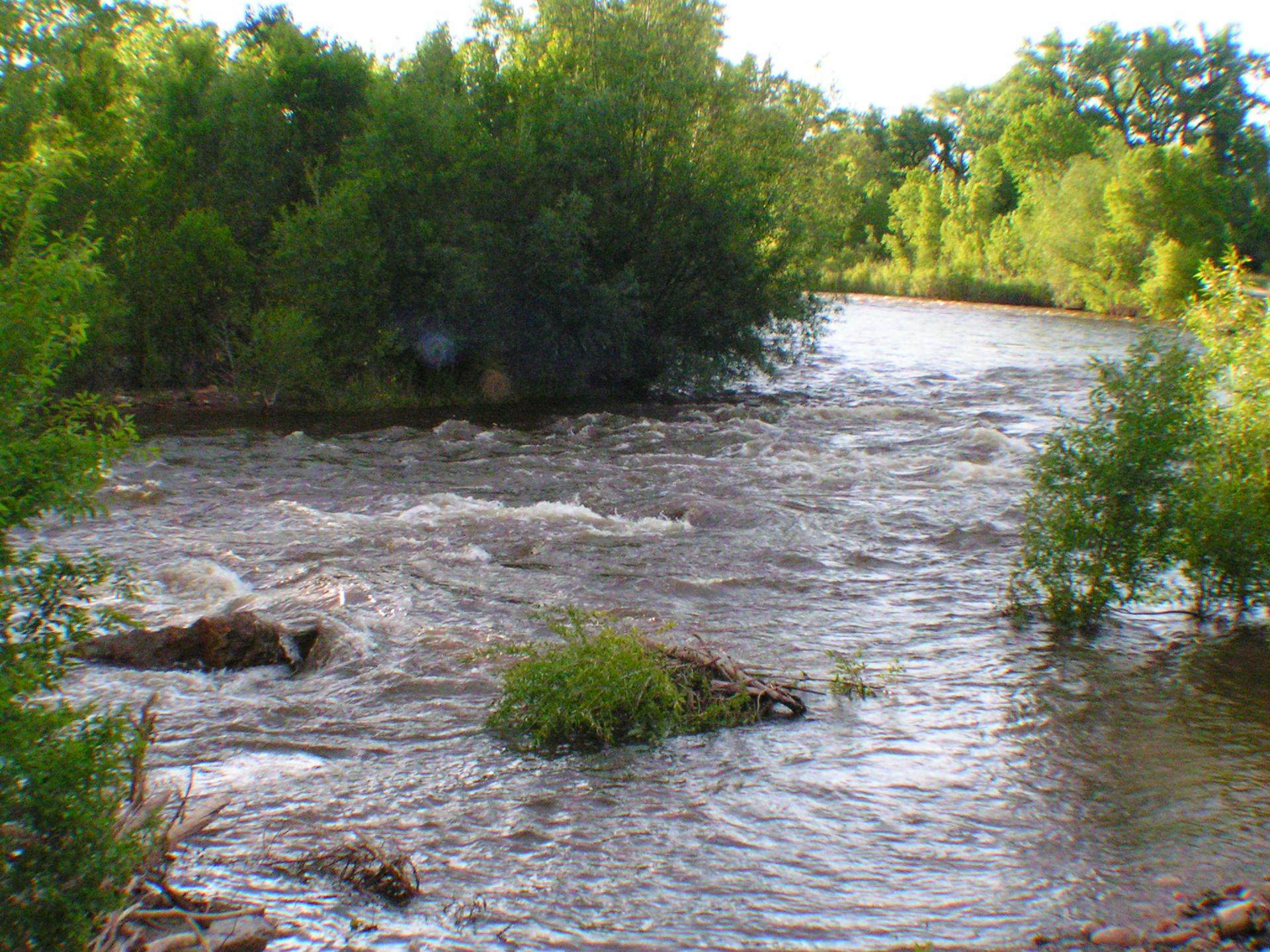 Rushing river with green trees on both banks under bright natural light.