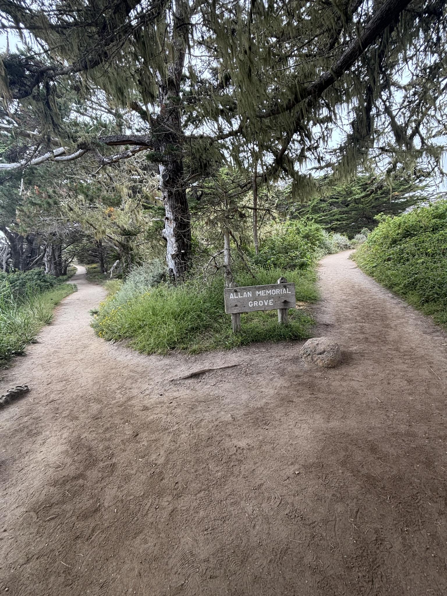 Dirt path forks in a wooded area with a small wooden sign.