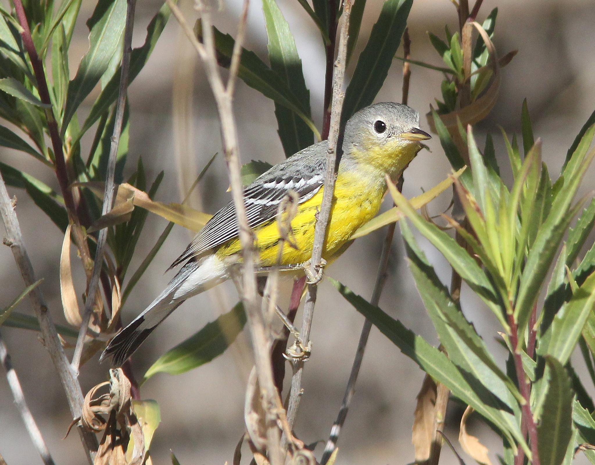 A small yellow and gray bird perched among green and brown foliage.
