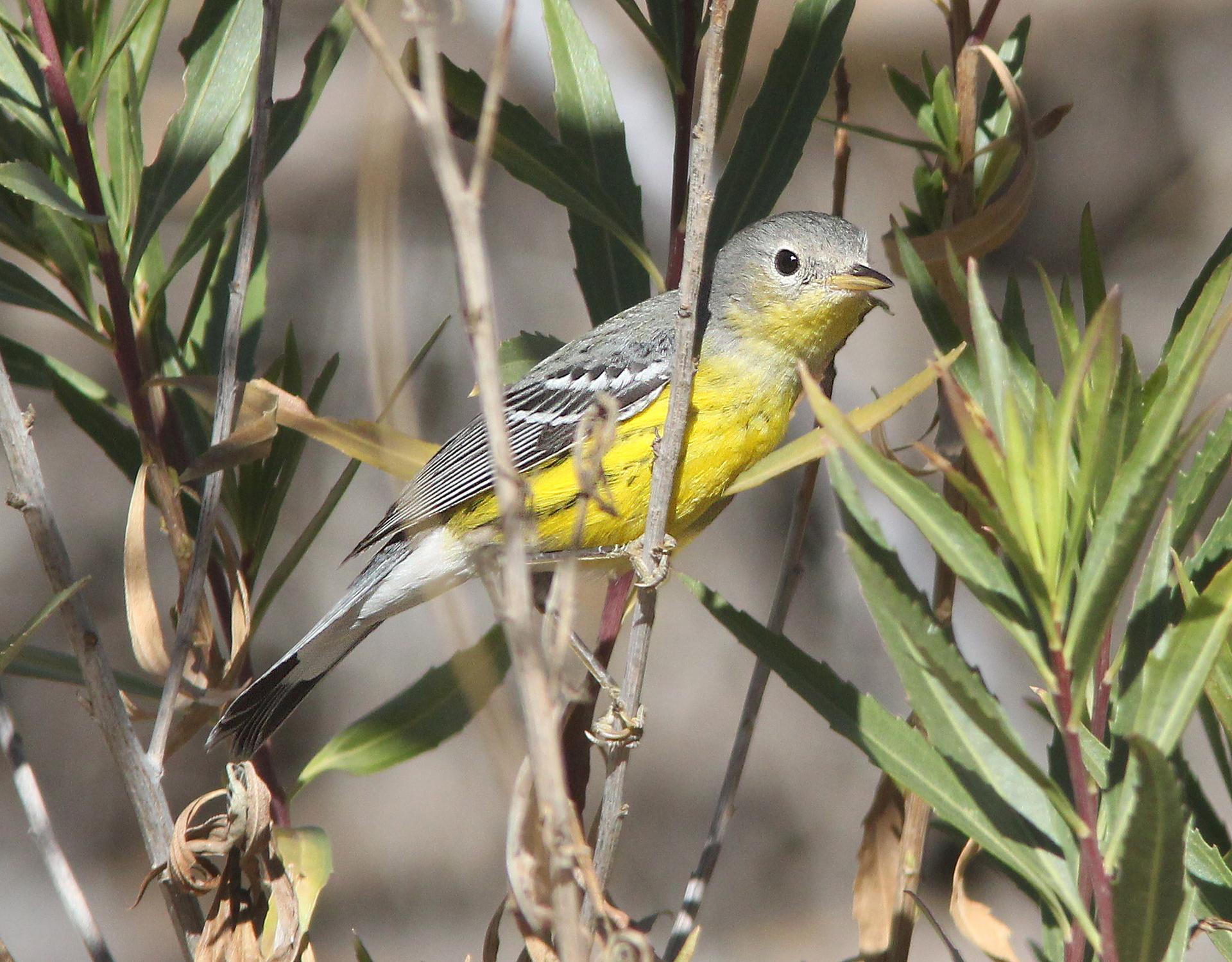 A small yellow and gray bird perched among green and brown foliage.