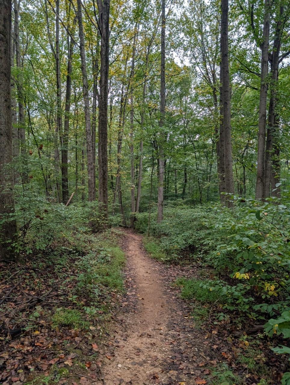 Narrow dirt path winding through a dense, green, shaded forest.
