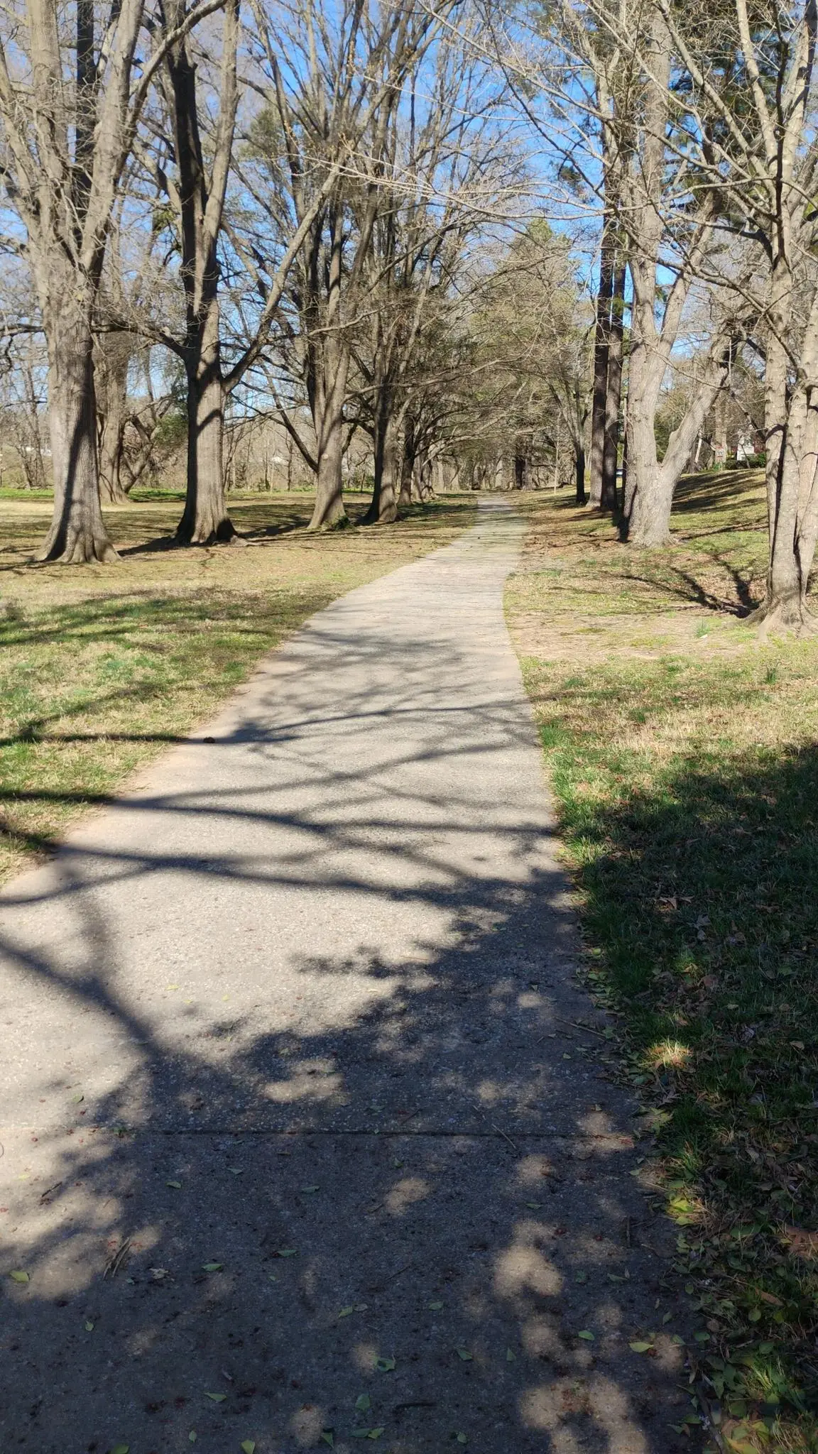 A paved path winds through a park lined with bare trees on a sunny day.