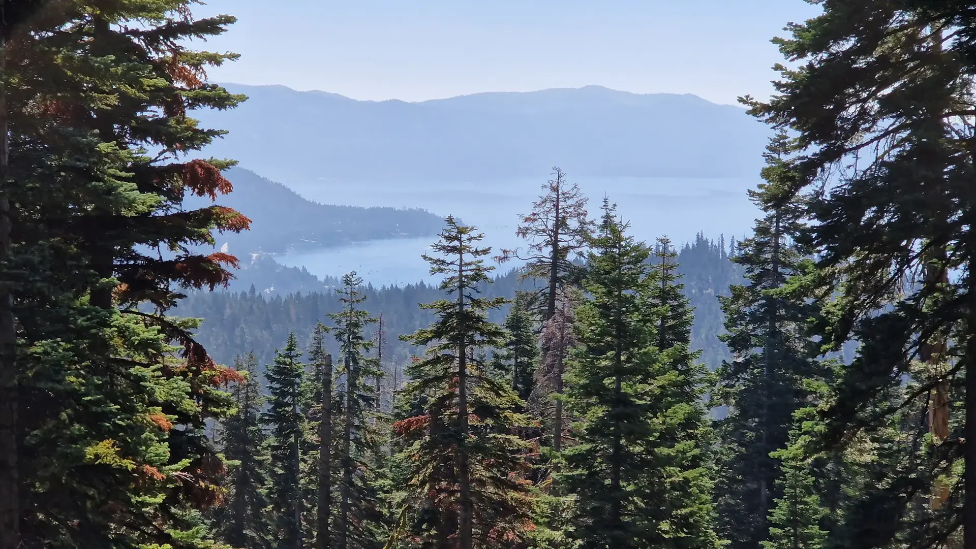 Panoramic view of a hazy lake and mountains through a dense pine forest.
