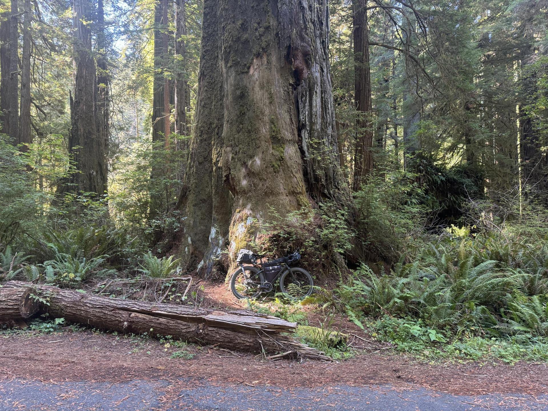 A bicycle is parked at the base of a massive tree in a sun-dappled forest.