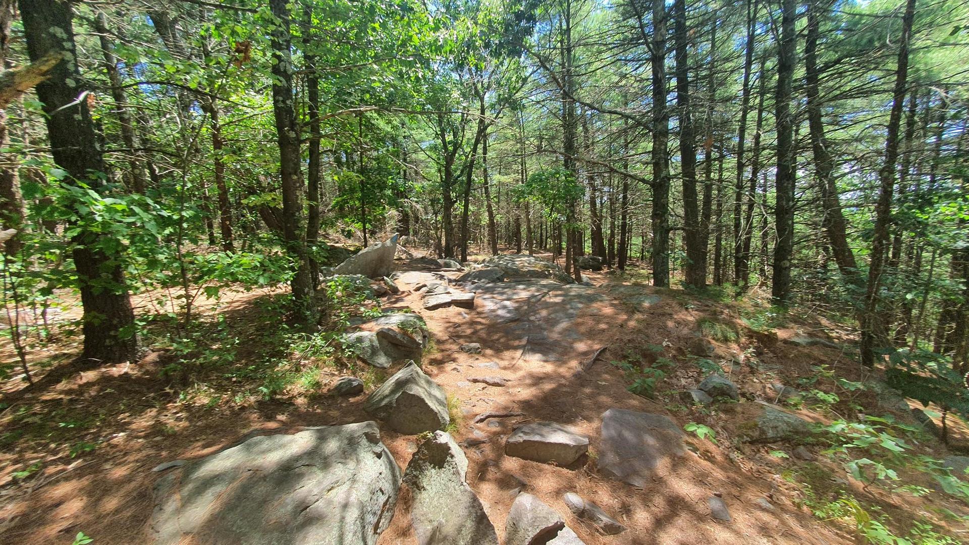 Rocky forest path under dappled sunlight, surrounded by tall green trees.