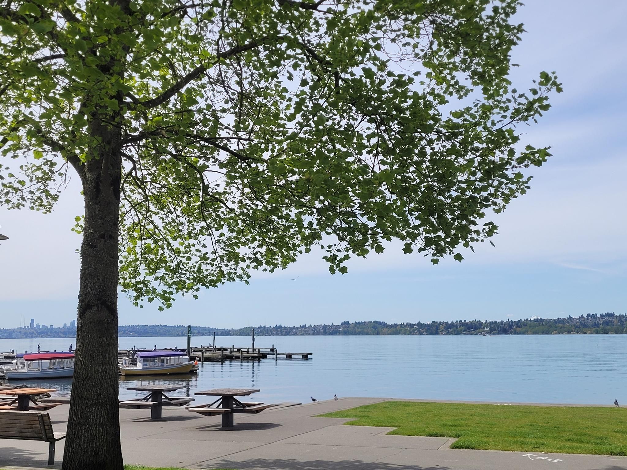 A tree overlooks a calm lake with docks and picnic tables on a bright day. - Kirkland Waterfront