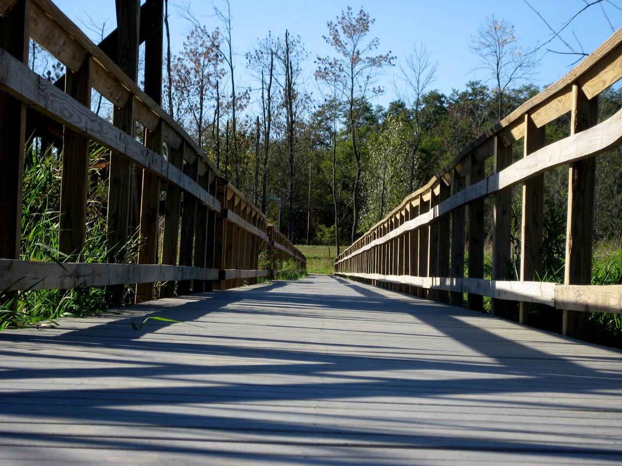 A long wooden boardwalk extends into a sunlit forest, casting long shadows.