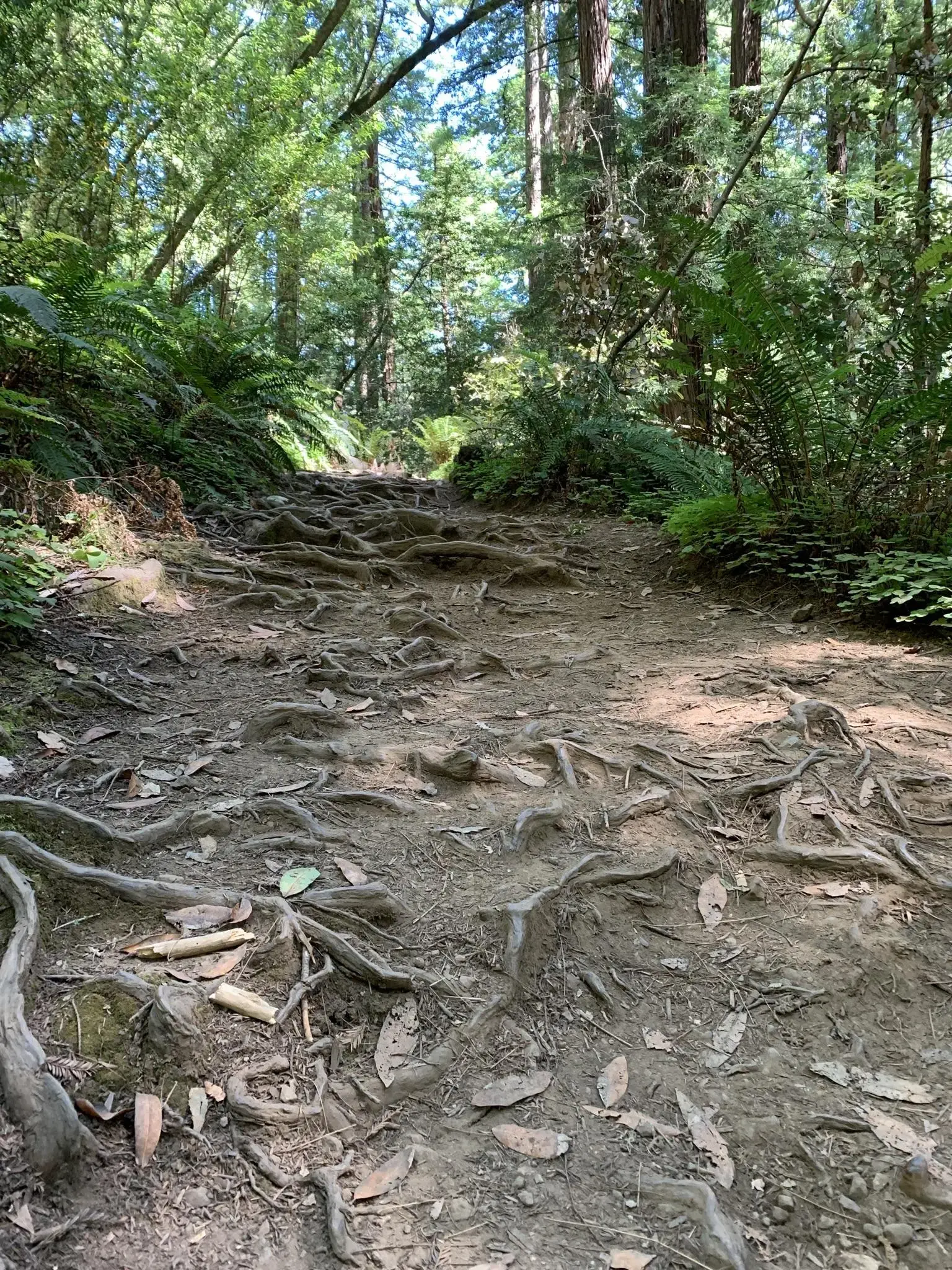 A dirt path covered with exposed tree roots in a sunlit forest.
