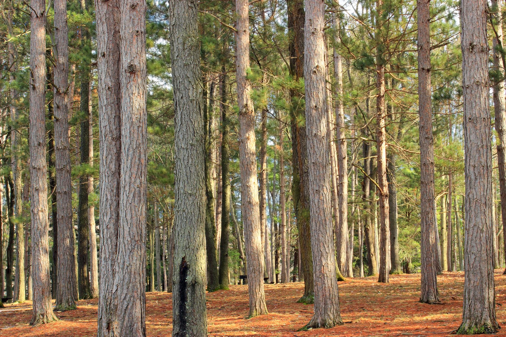 Tall pine trees with straight trunks in a sunlit forest.