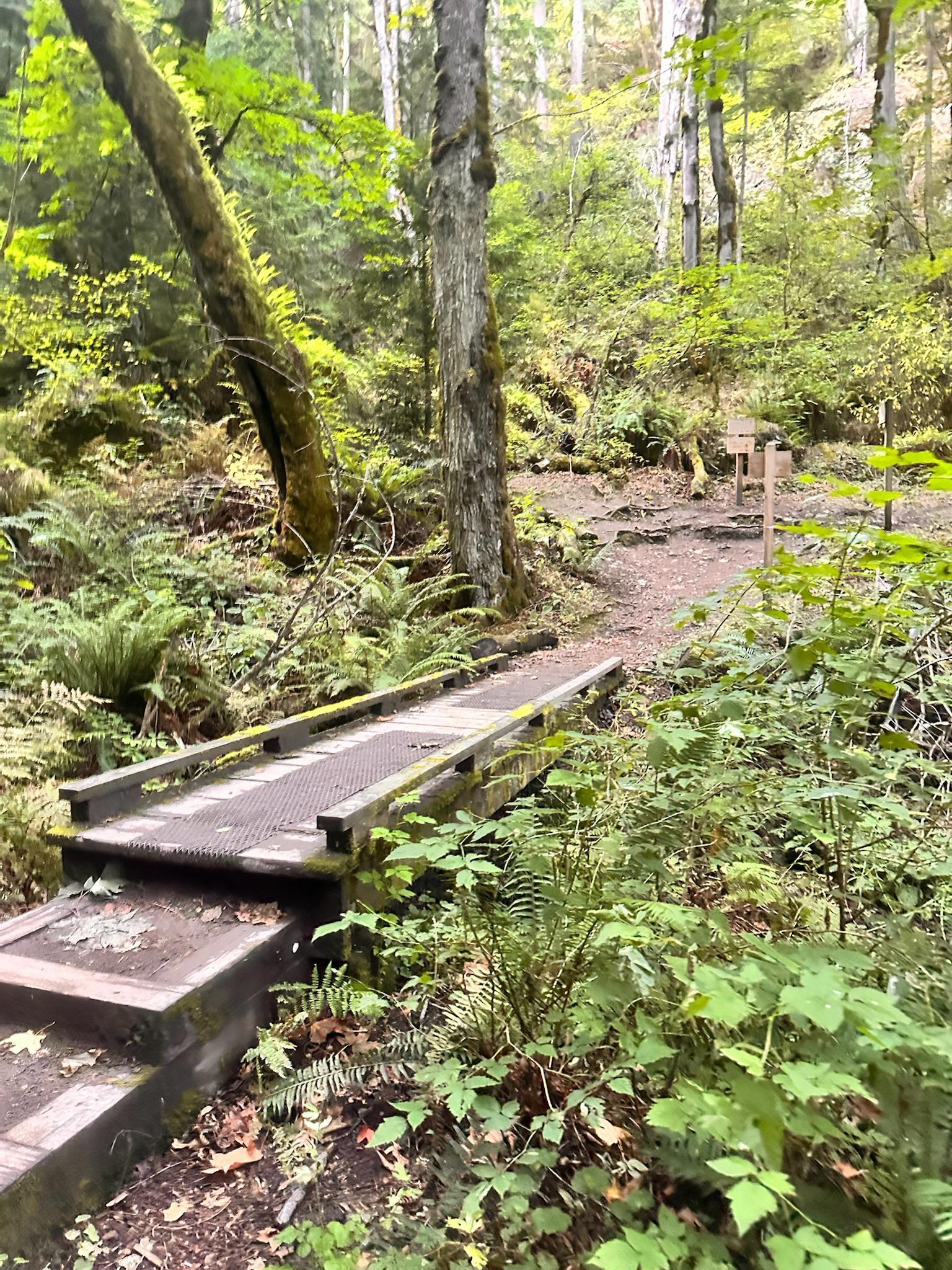 Lush green forest with a wooden bridge and dirt path under soft light.