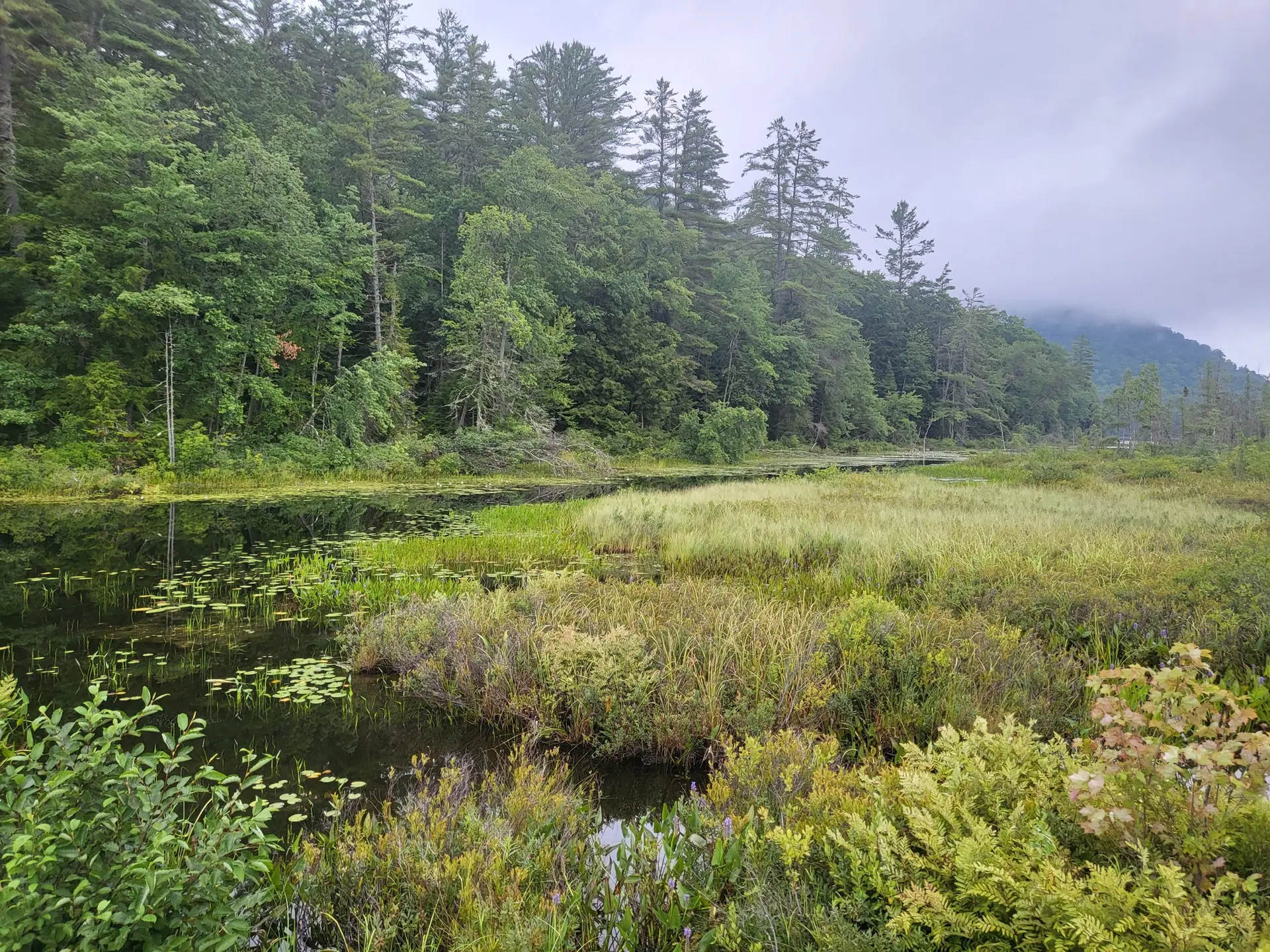 Calm water and marshland bordered by dense green forest under an overcast sky.